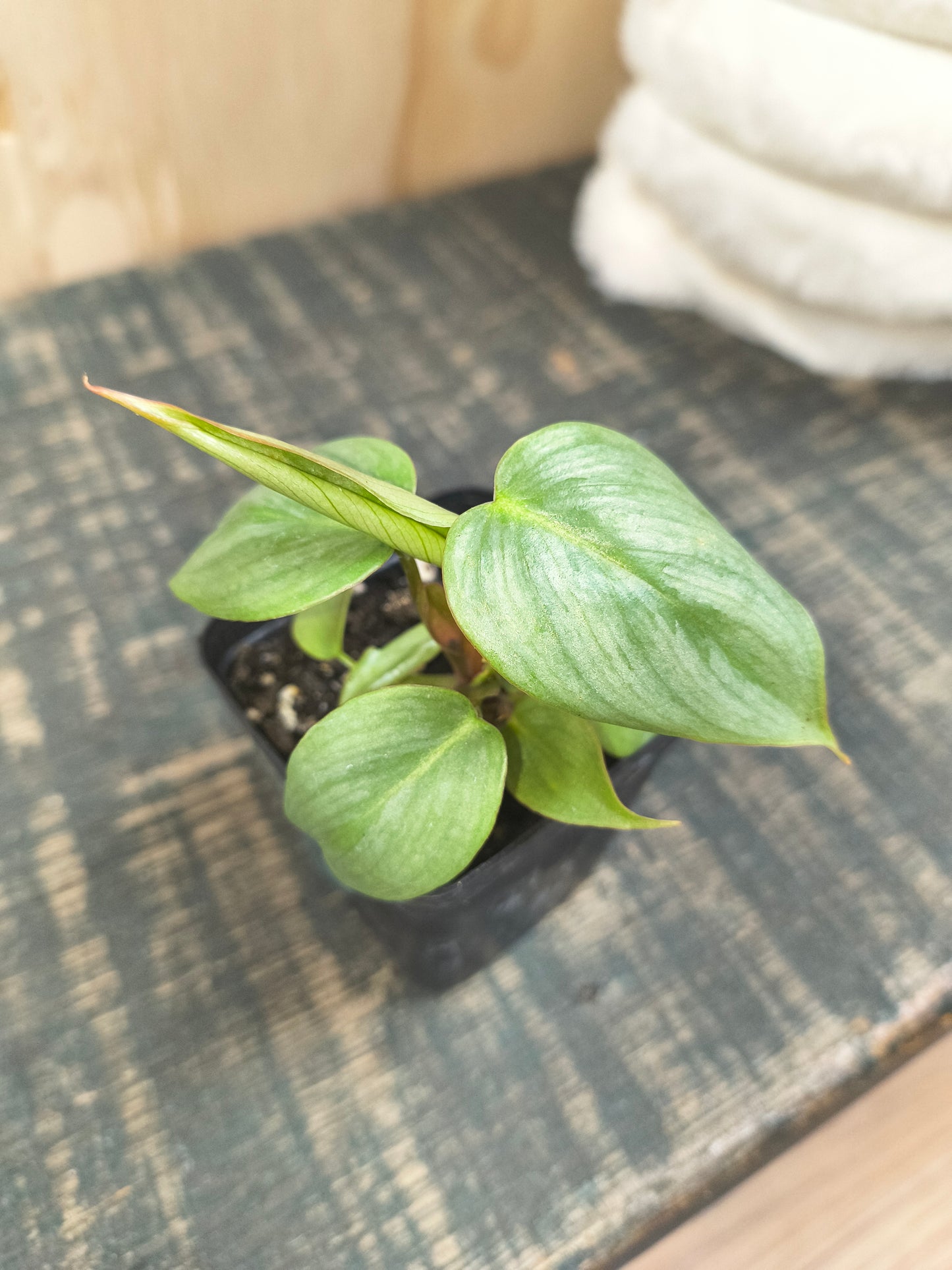 Philodendron Sodiroi