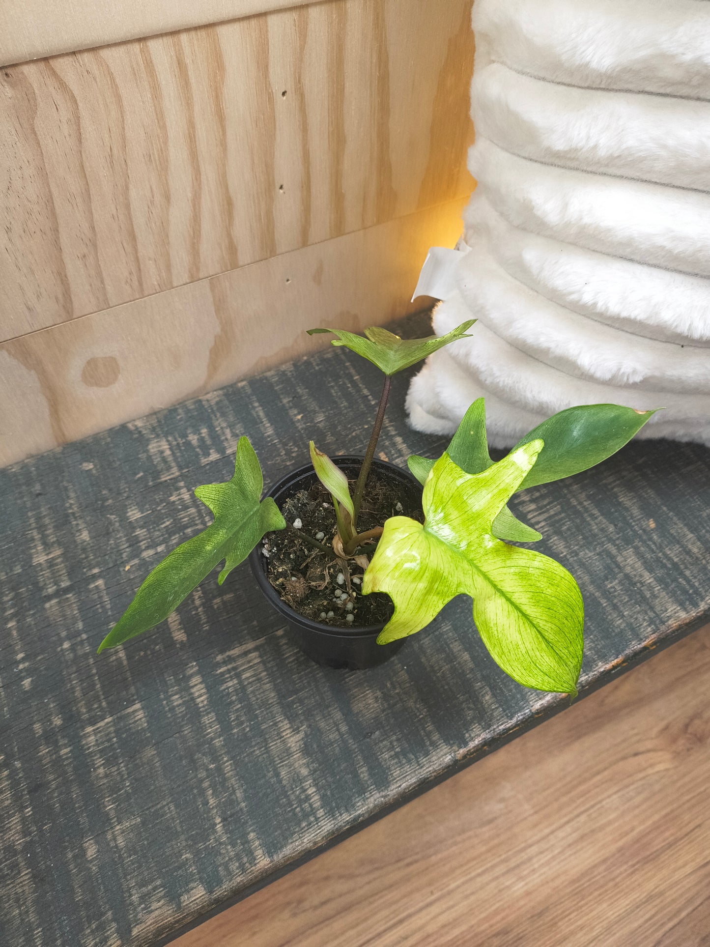 Philodendron Florida Ghost