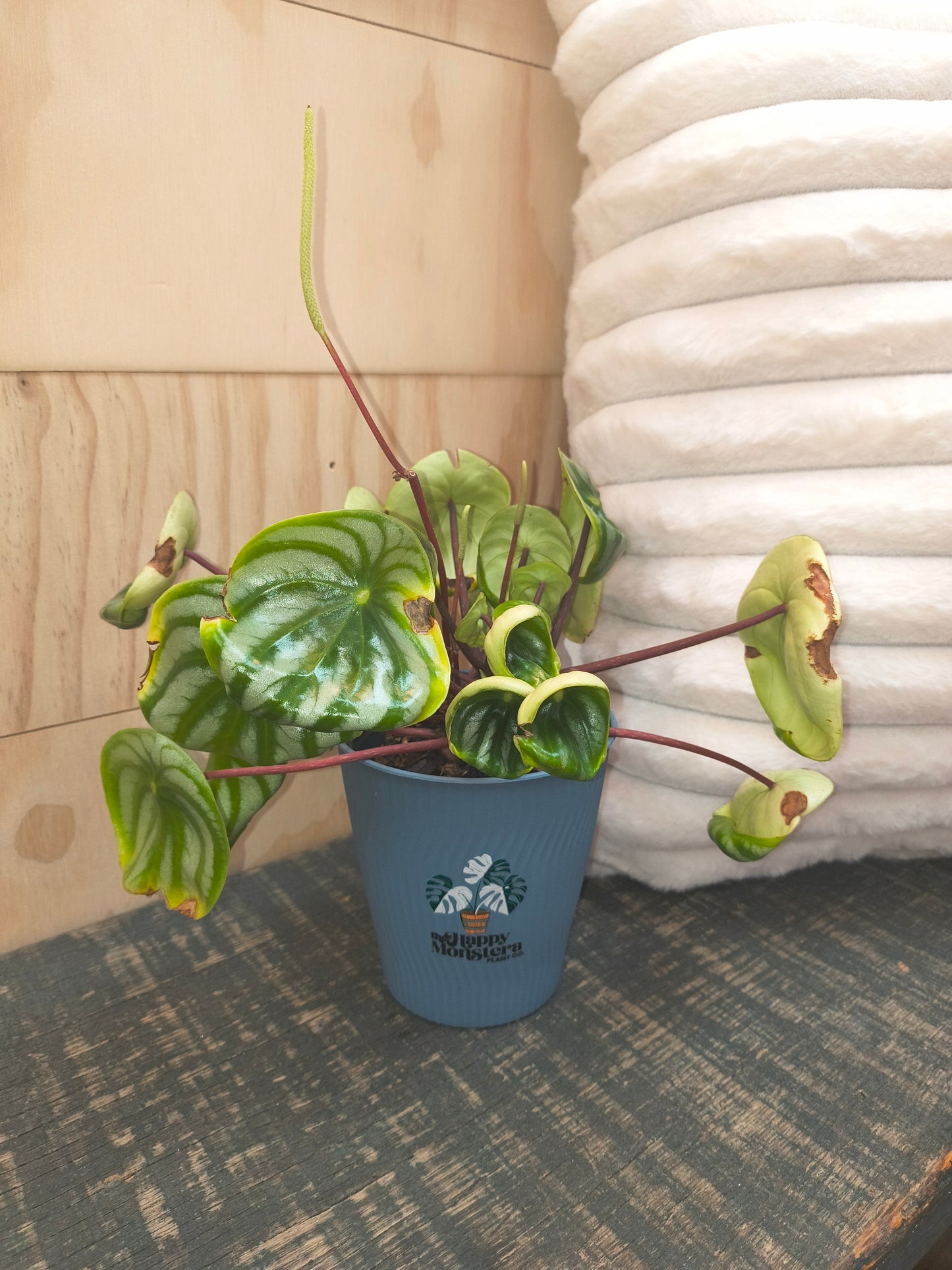 Watermelon Peperomia