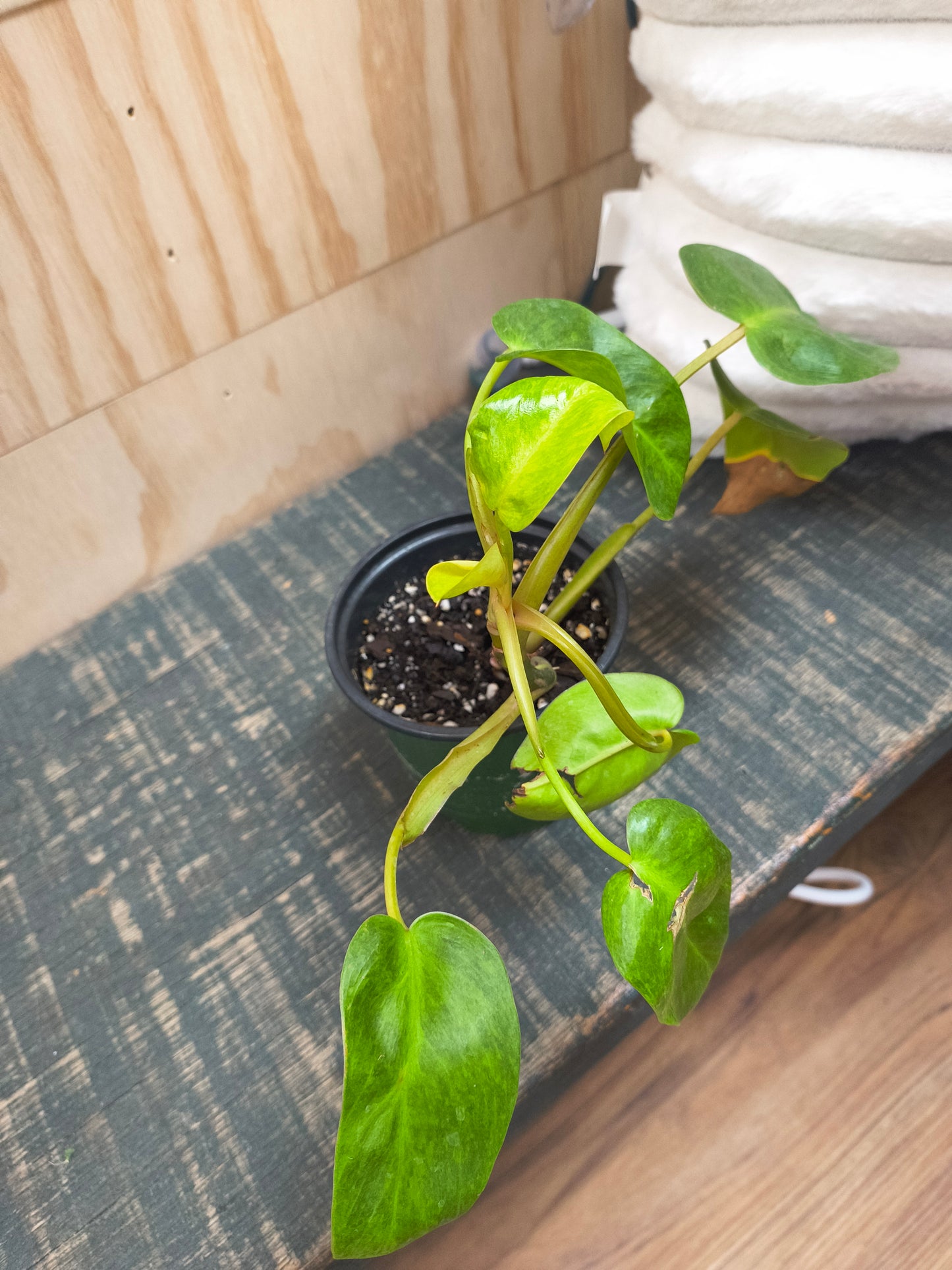 Philodendron Pained Lady