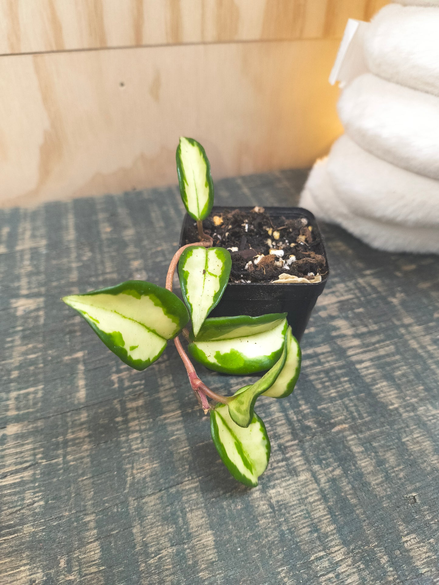 Hoya Krimson Princess