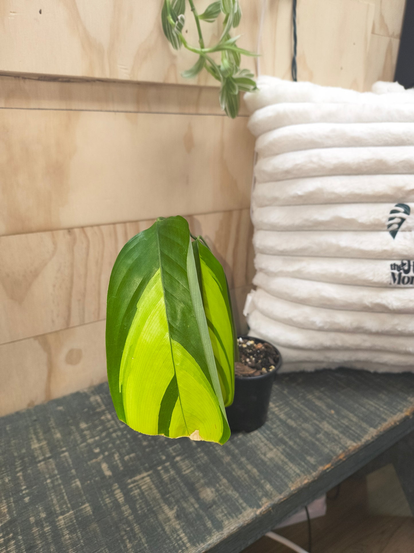 Golden Mosaic prayer plant