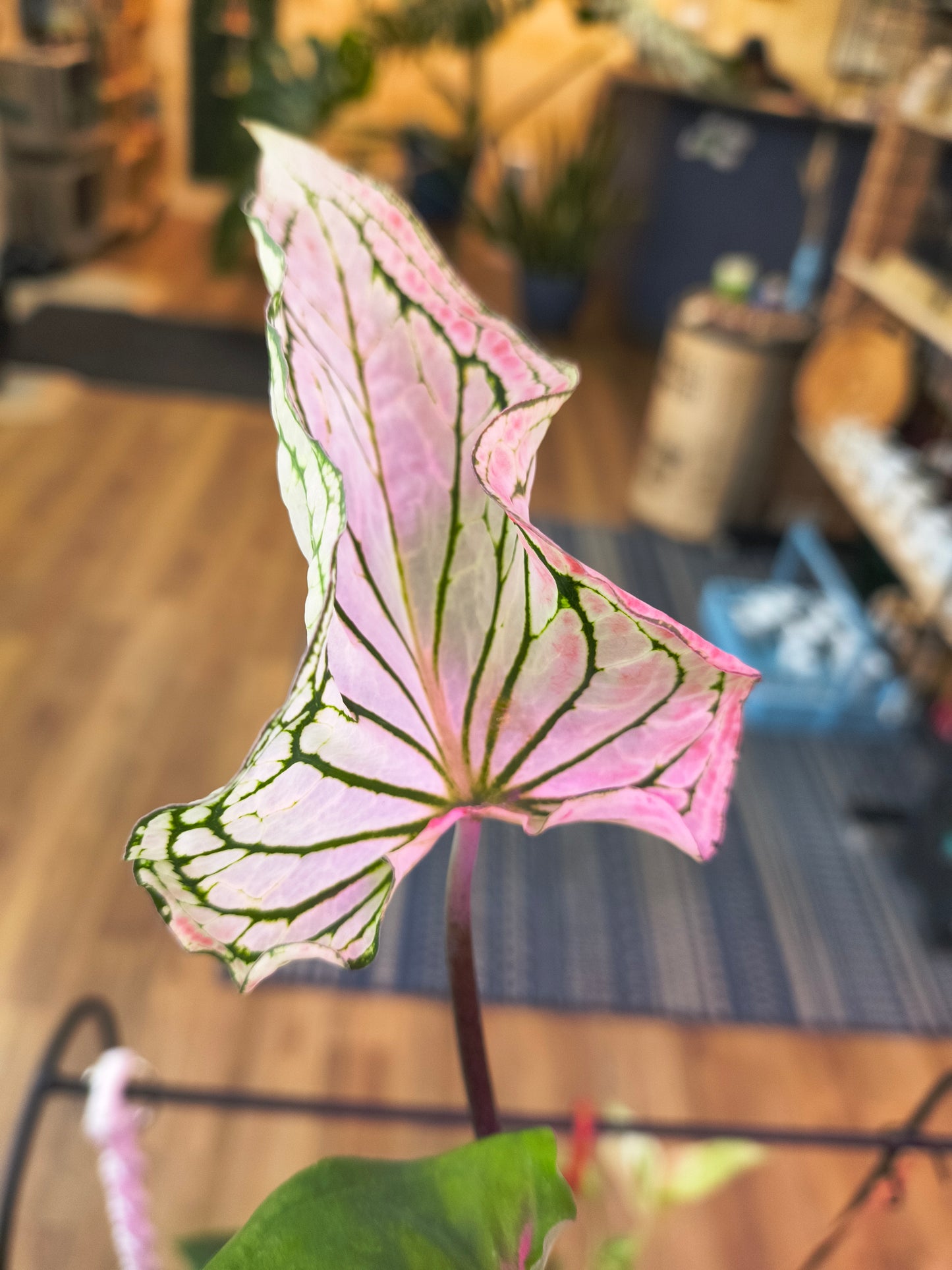 Caladium Wayang bicolor