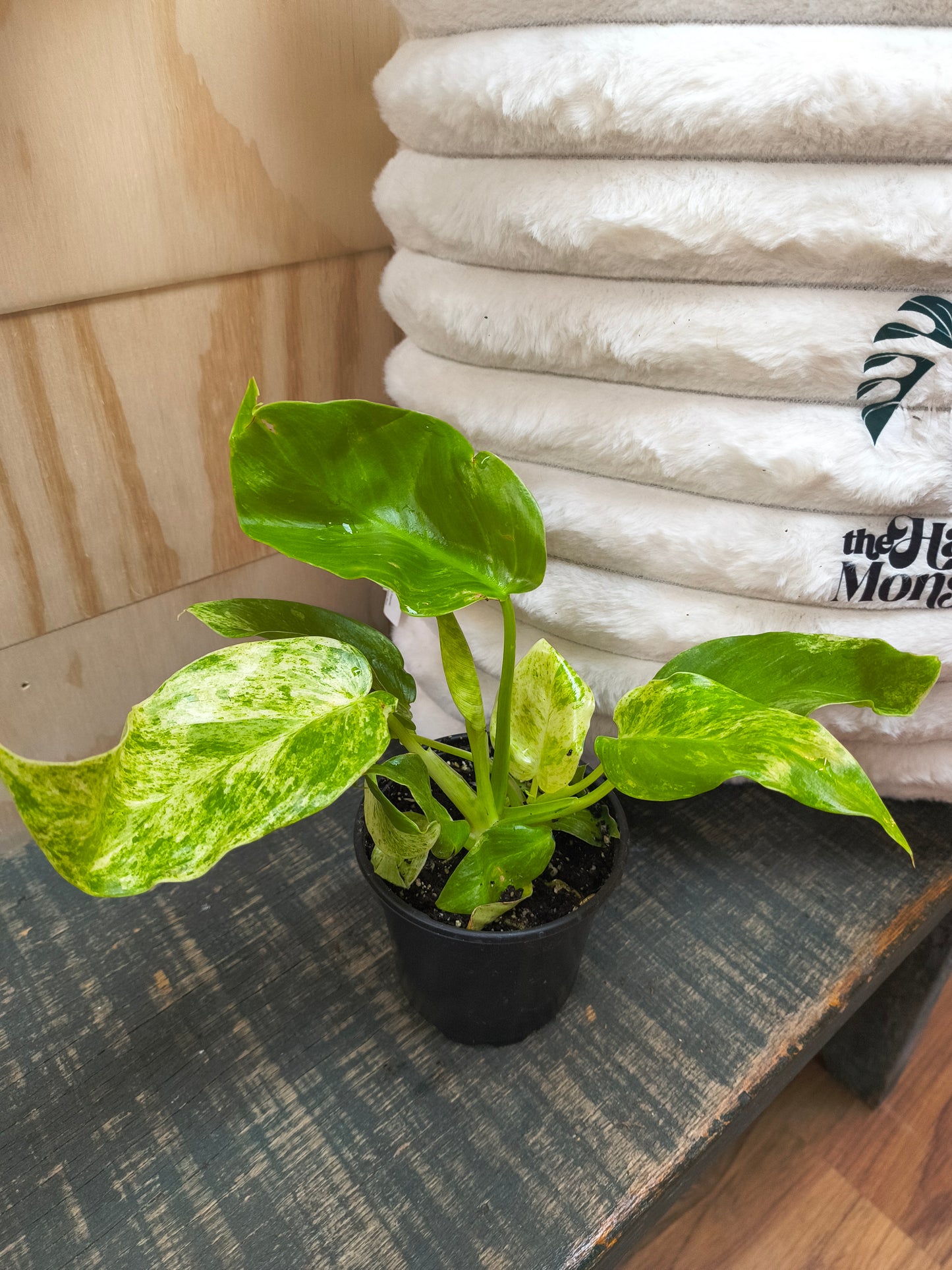 Philodendron Blizzard variegated