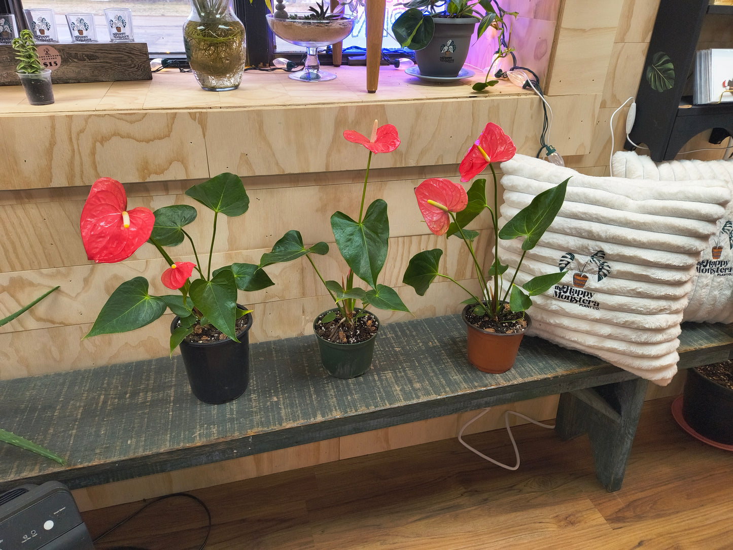 Anthurium pink flamingo