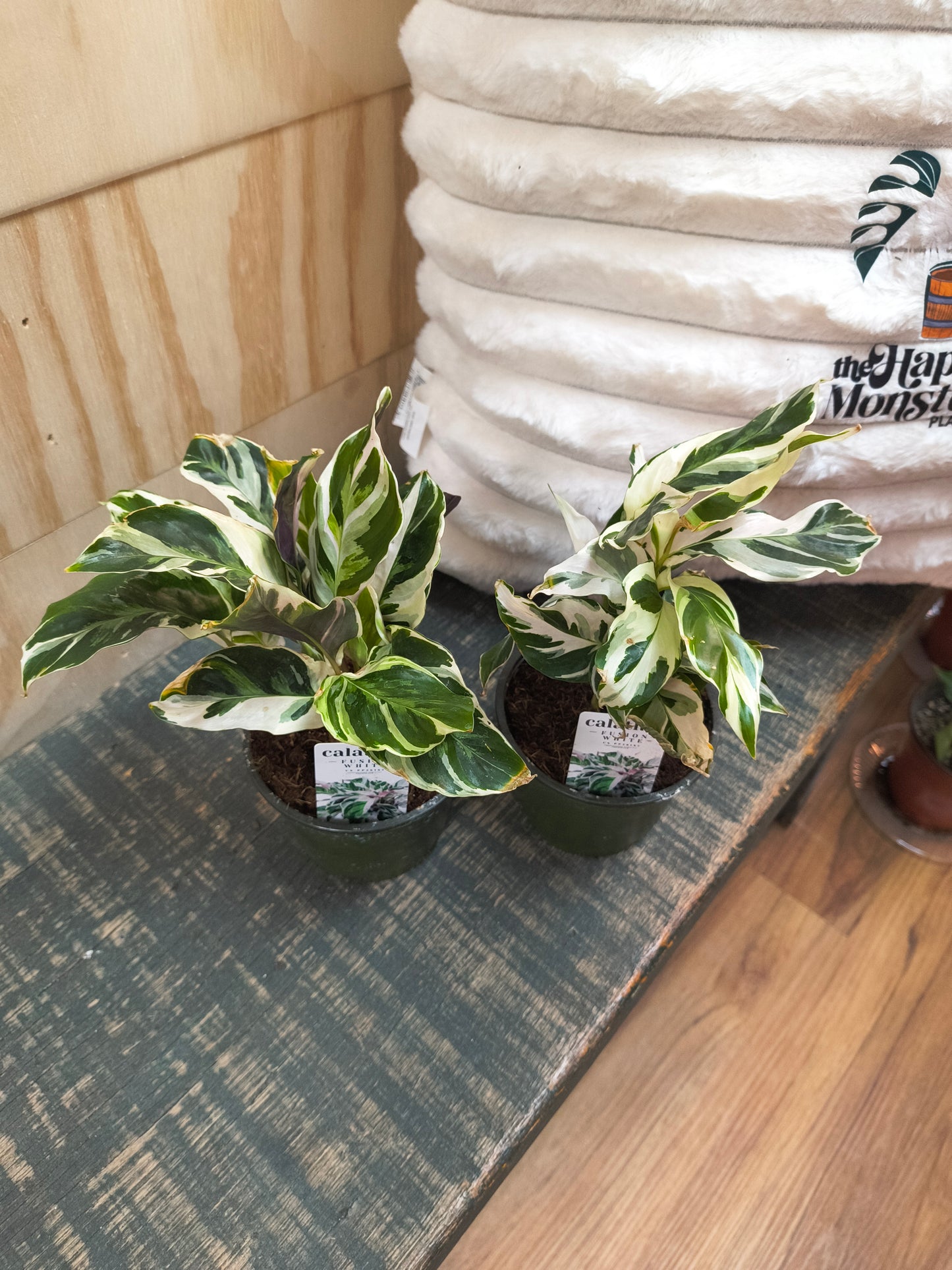 Calathea fusion white "Stella"