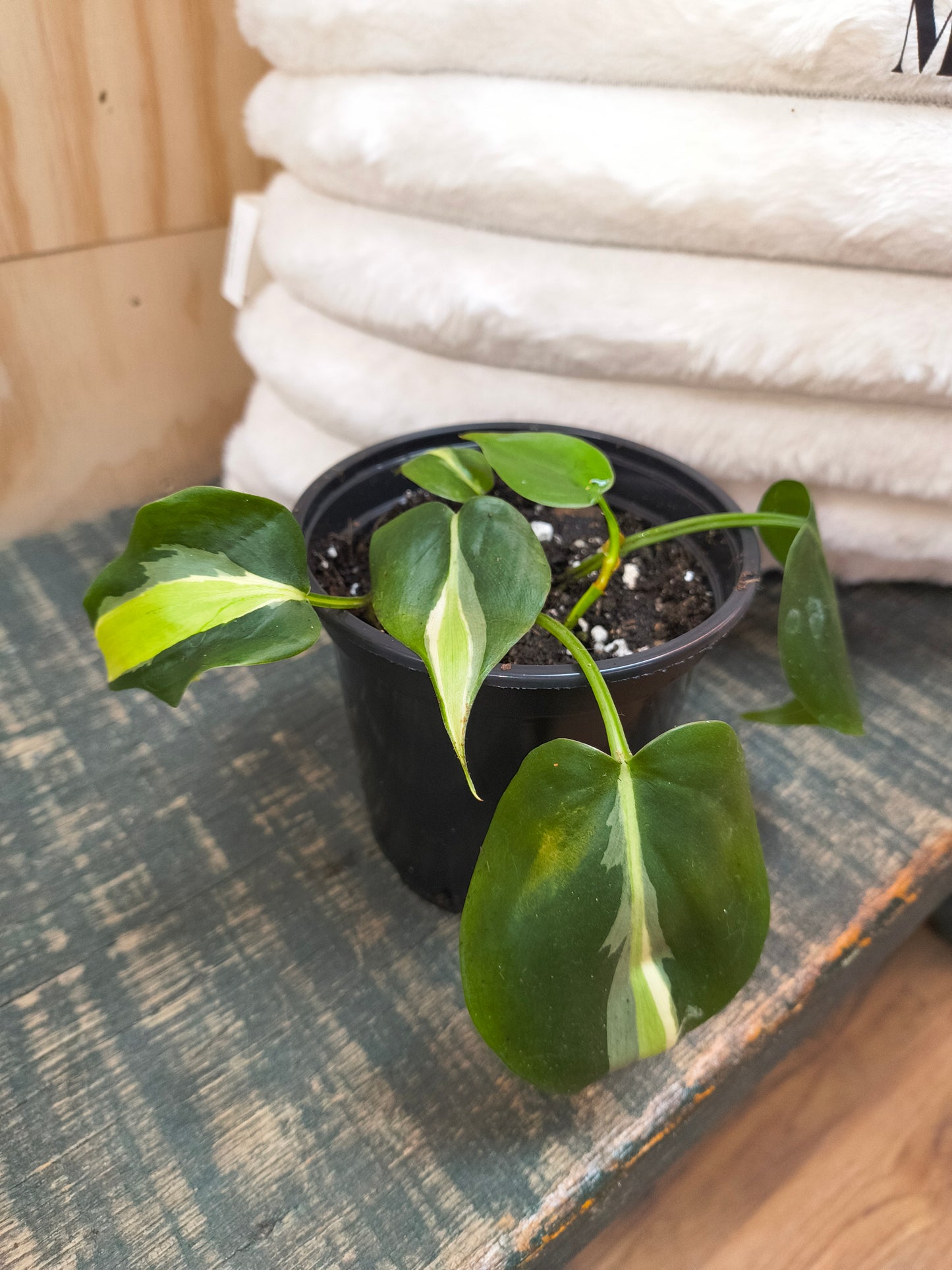 Philodendron Silver Stripe
