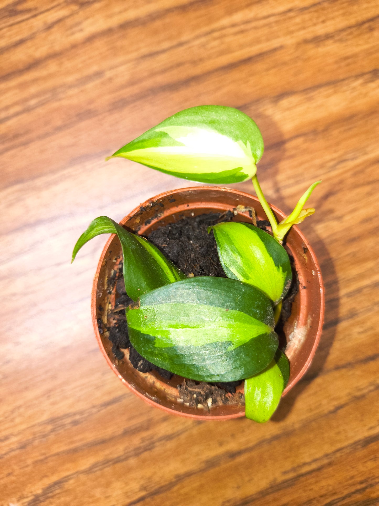 Philodendron Brazil