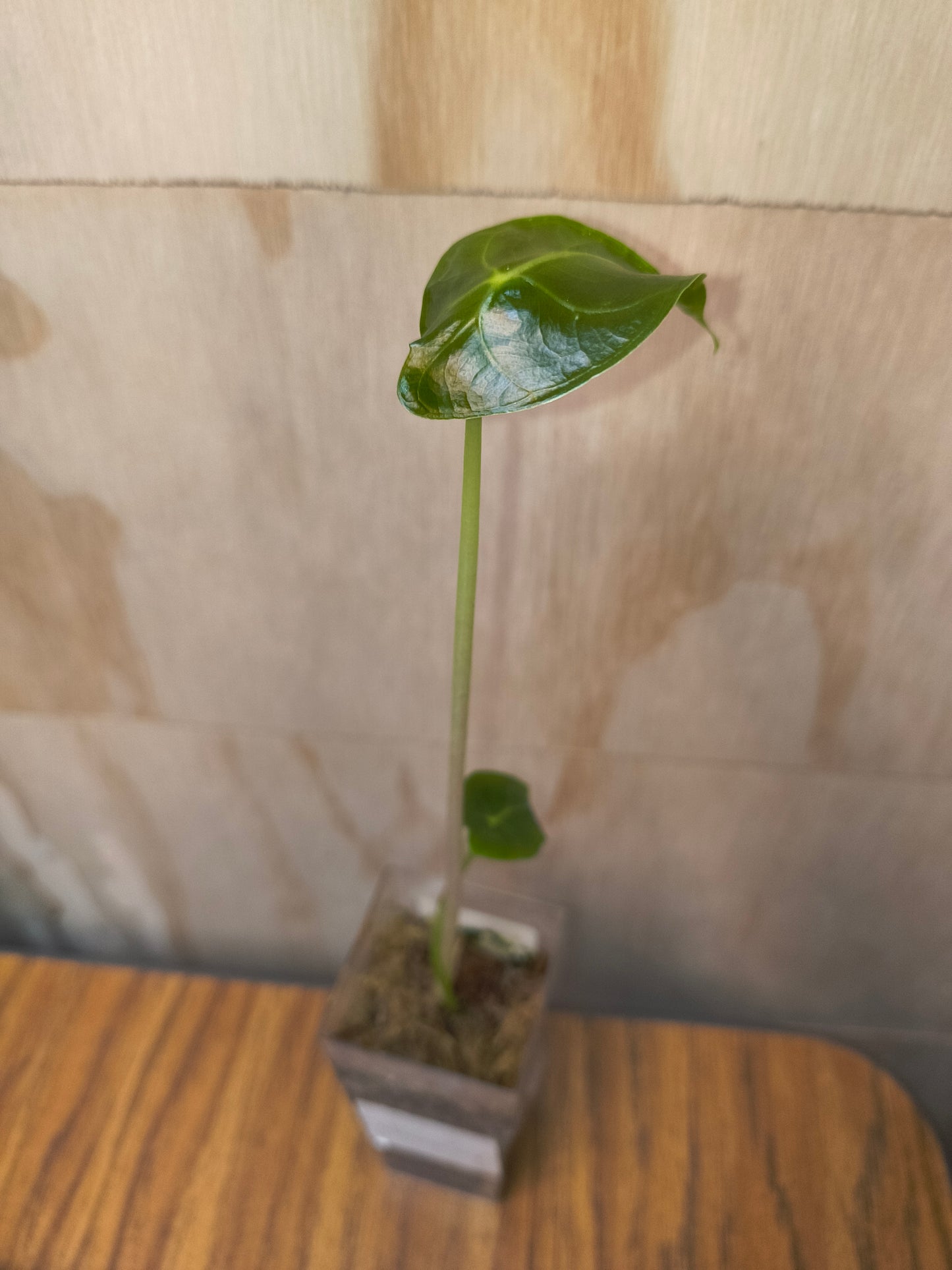 Alocasia longiloba suhirmaniana Purple