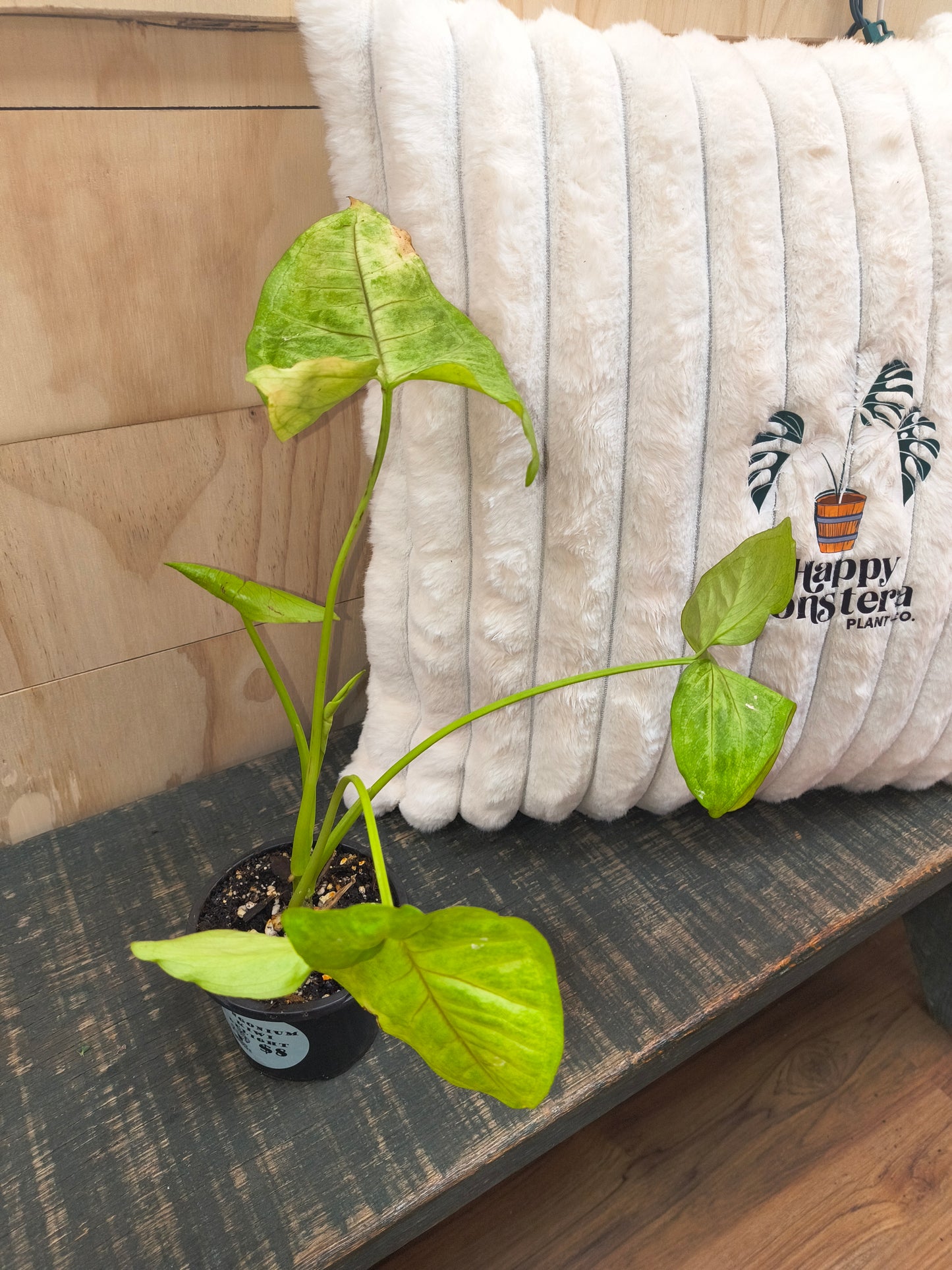 Syngonium Kiwi Delight