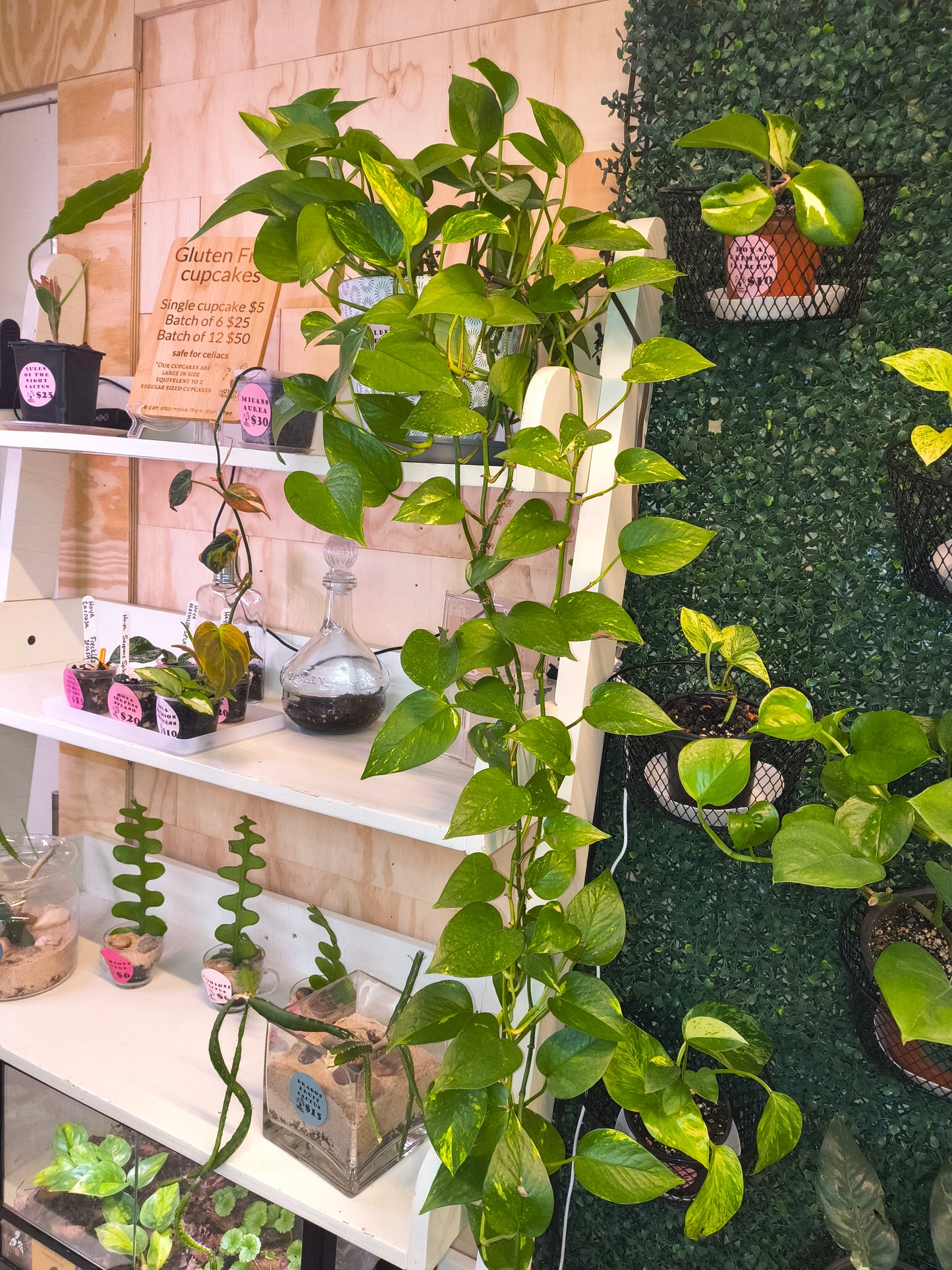 Golden Pothos