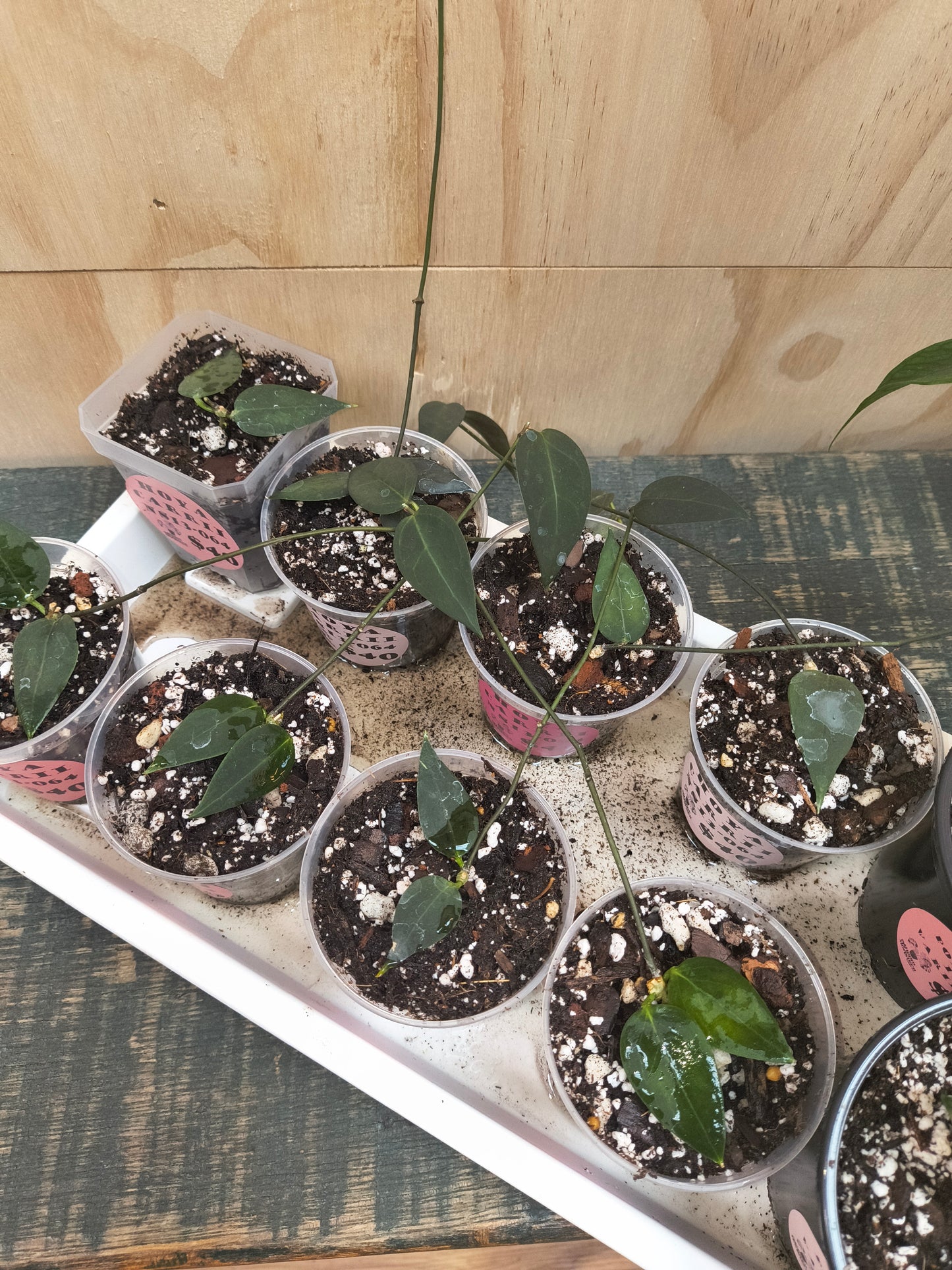 Hoya Carrii NS13-064