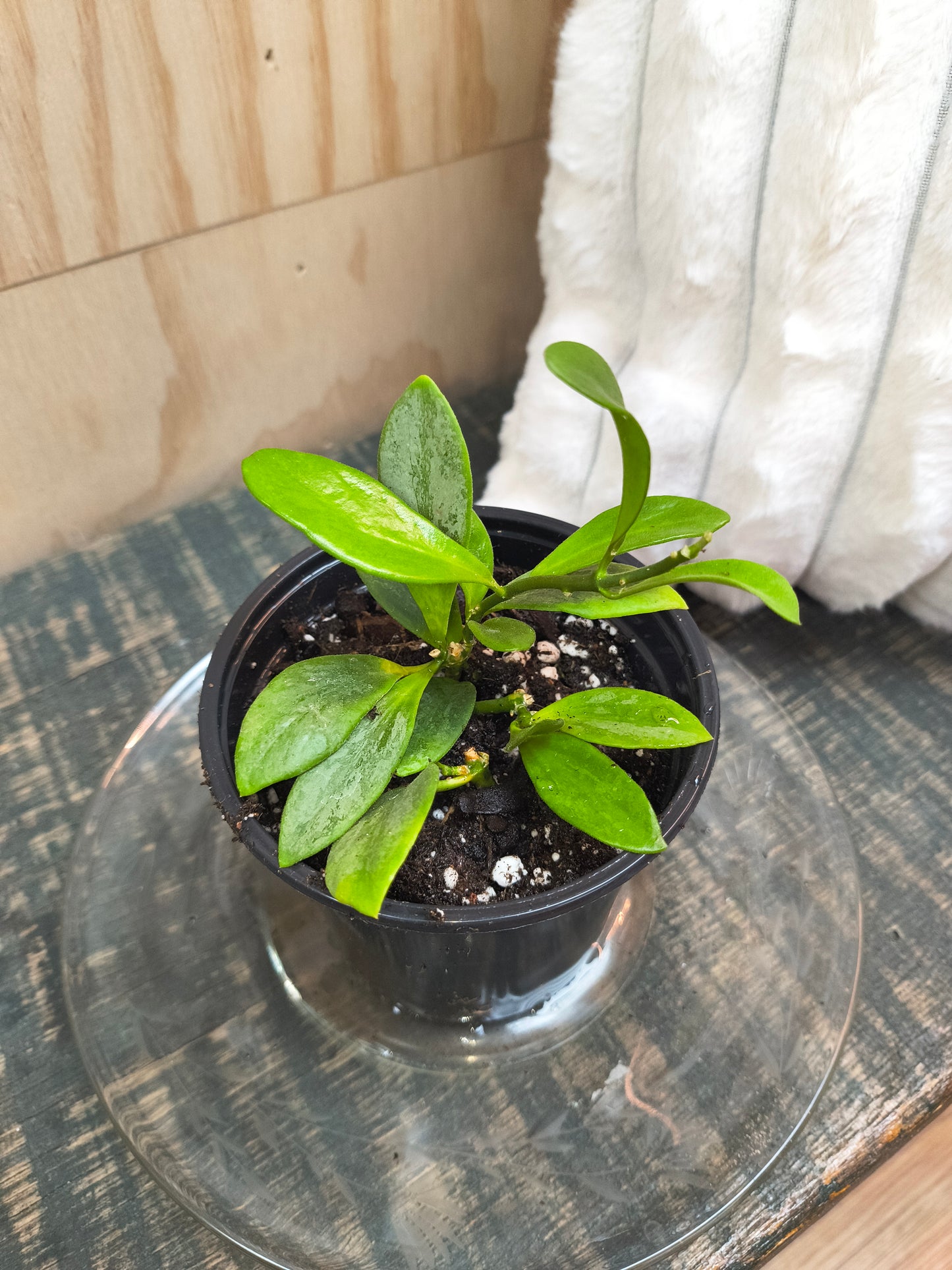 Hoya Collina