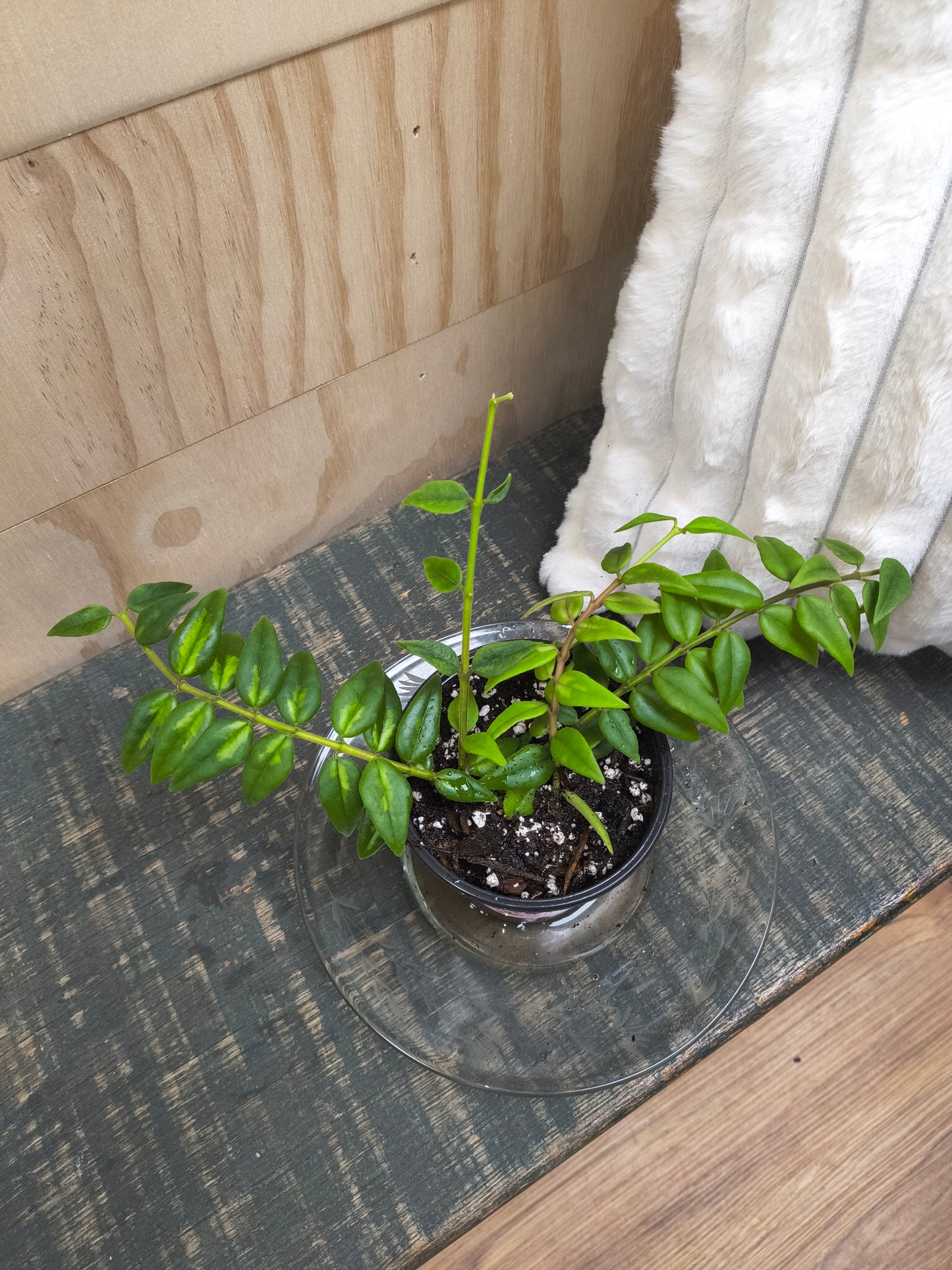 Hoya Bella