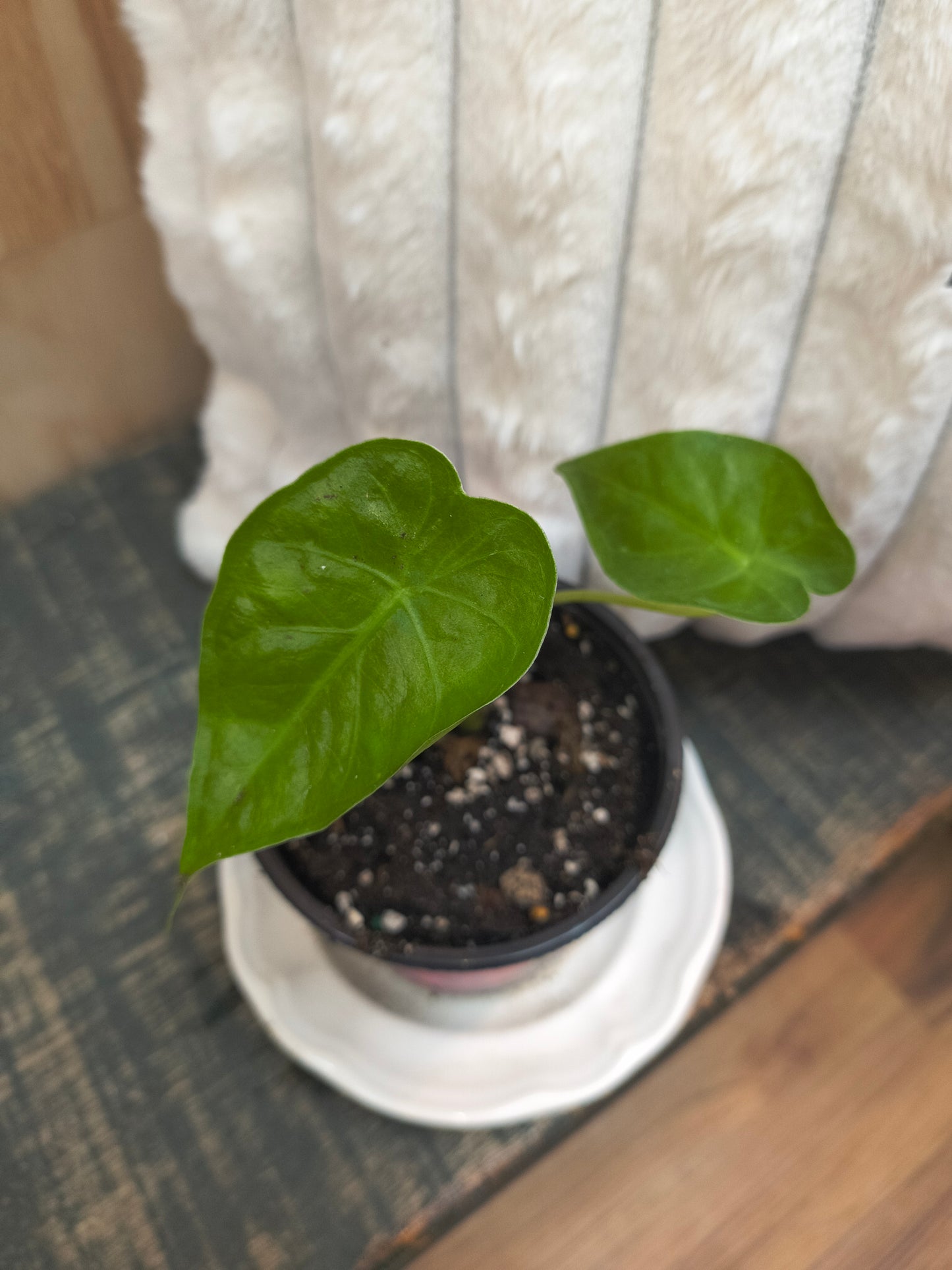 Alocasia Macrorrhizos Giant Taro