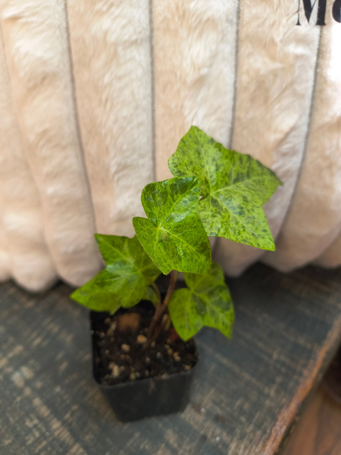 Hedera Helix Luzii