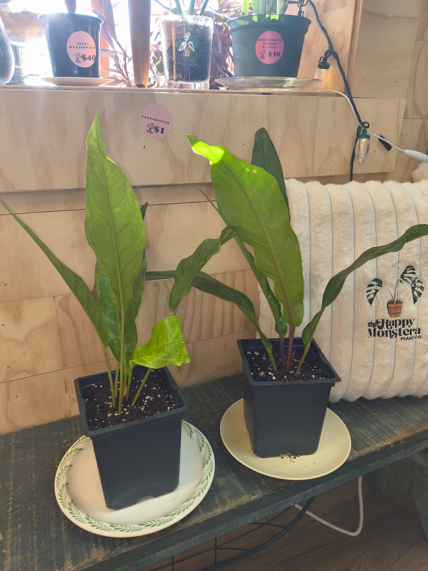 Anthurium hybrid (variegata)