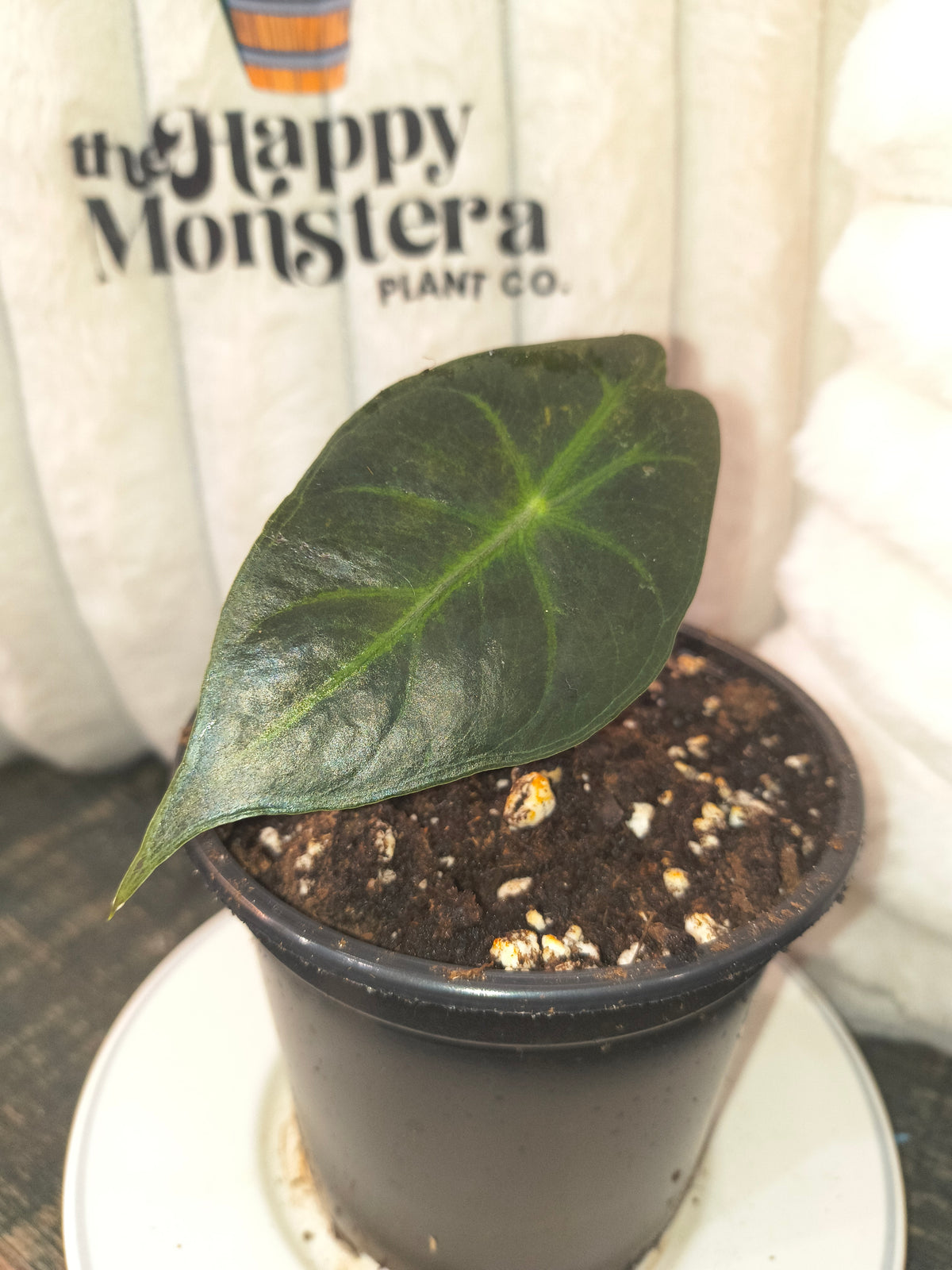 Alocasia Pink Dragon