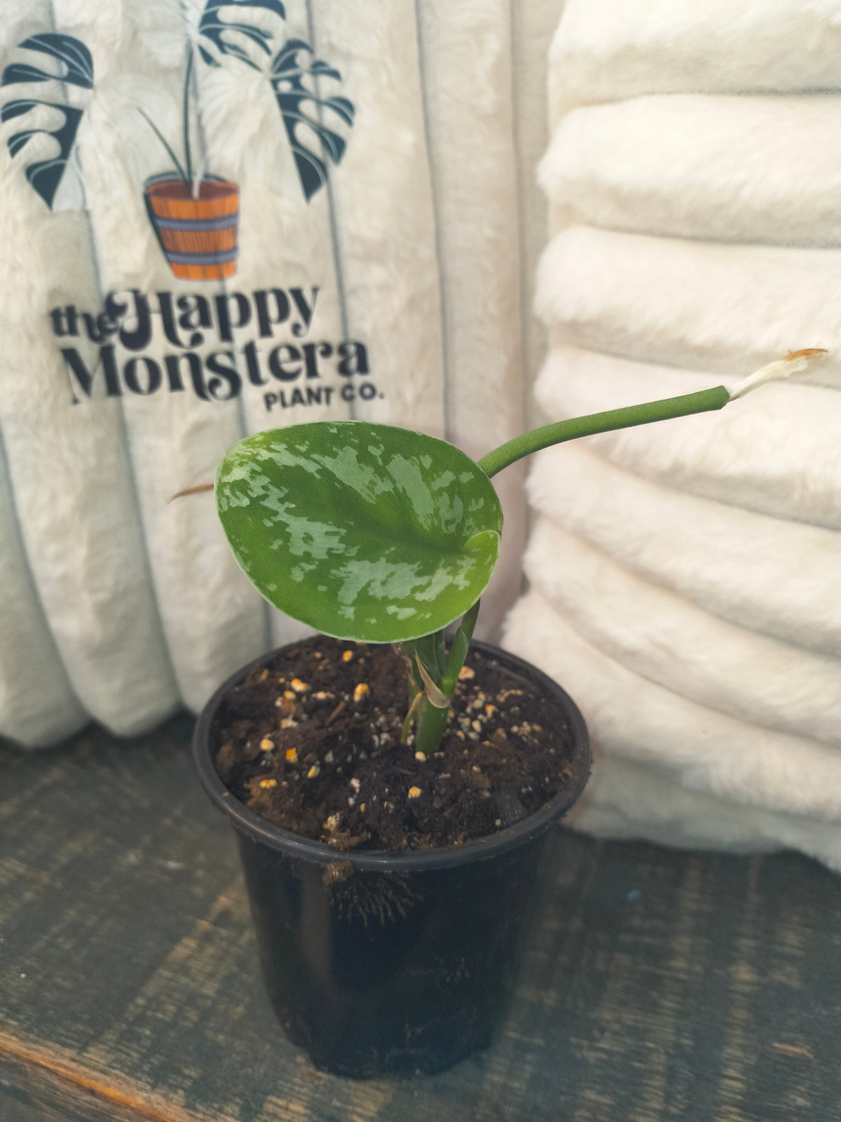 Scindapsus Exotica