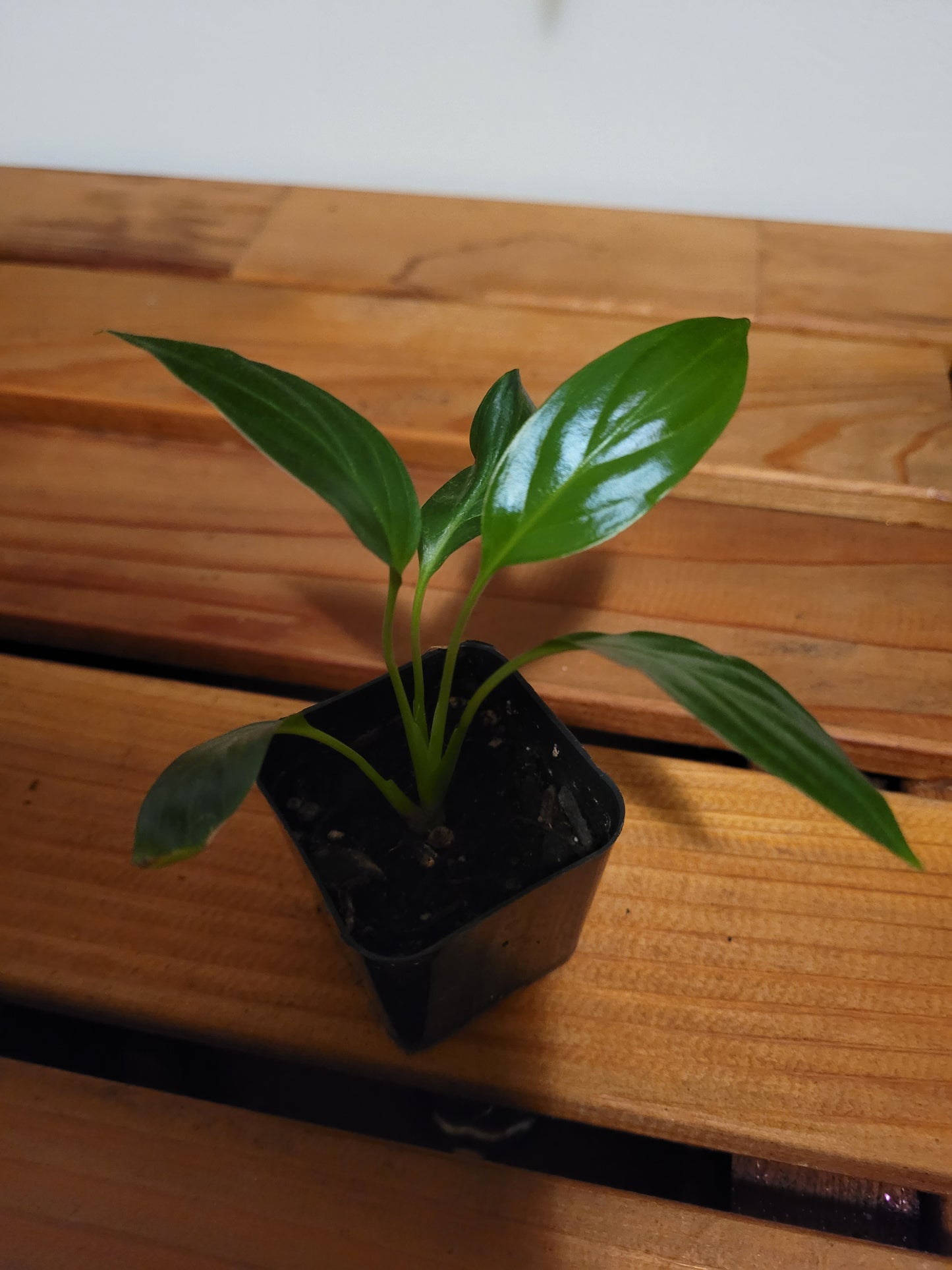 Peace Lily