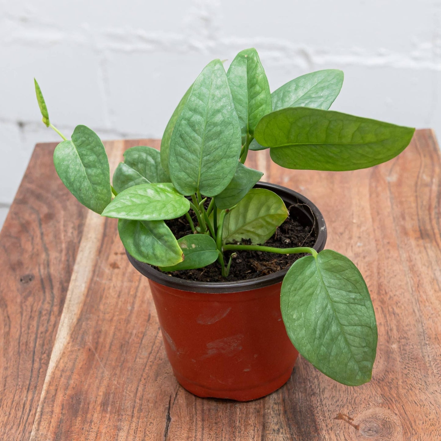 Cebu Blue Pothos (Epipremnum pinnatum 'Cebu Blue')