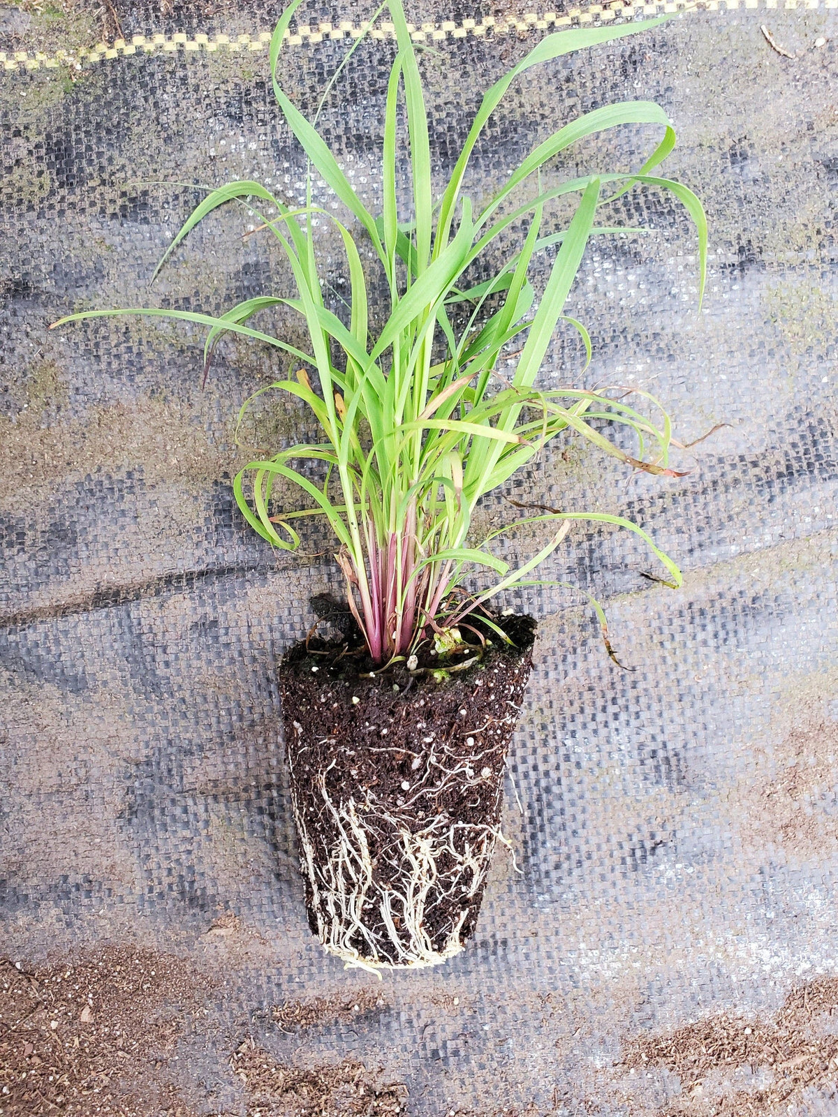 Lemon Grass East Indian