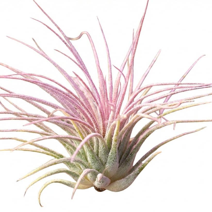 Air Plant Tillandsia ionantha Lilac