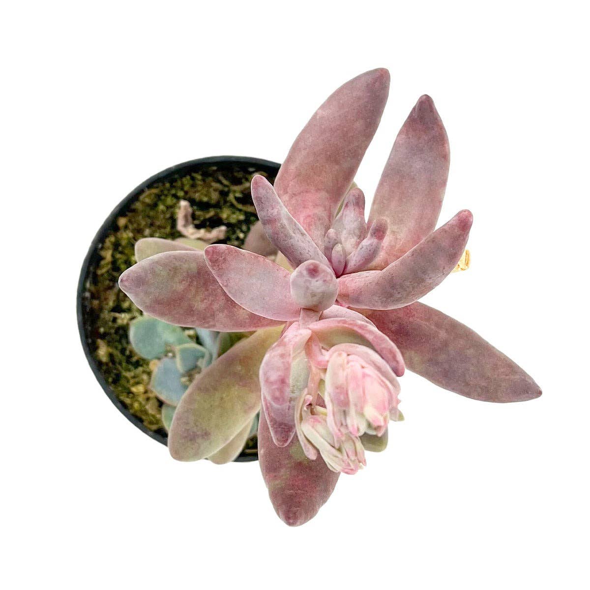 Rare Pachysedum Ganzhou Pink Succulent