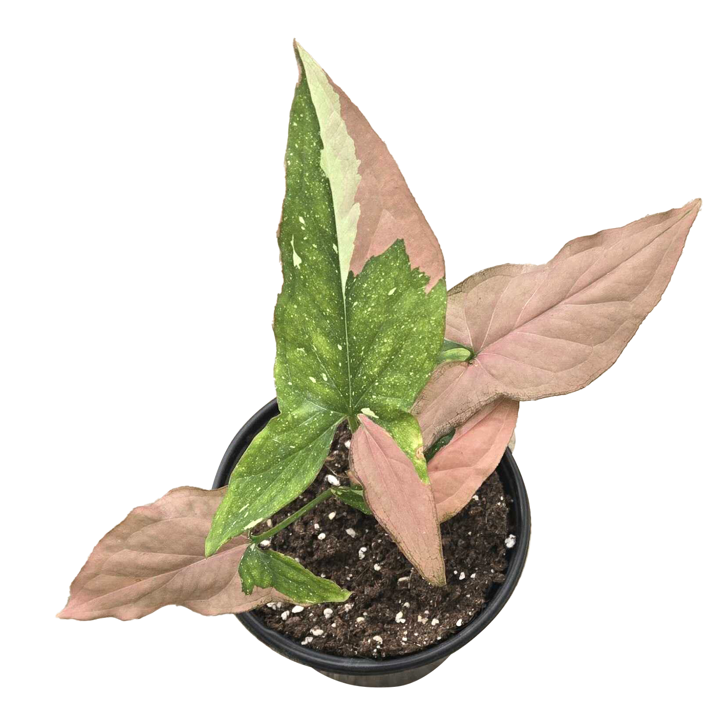 Syngonium Tricolor