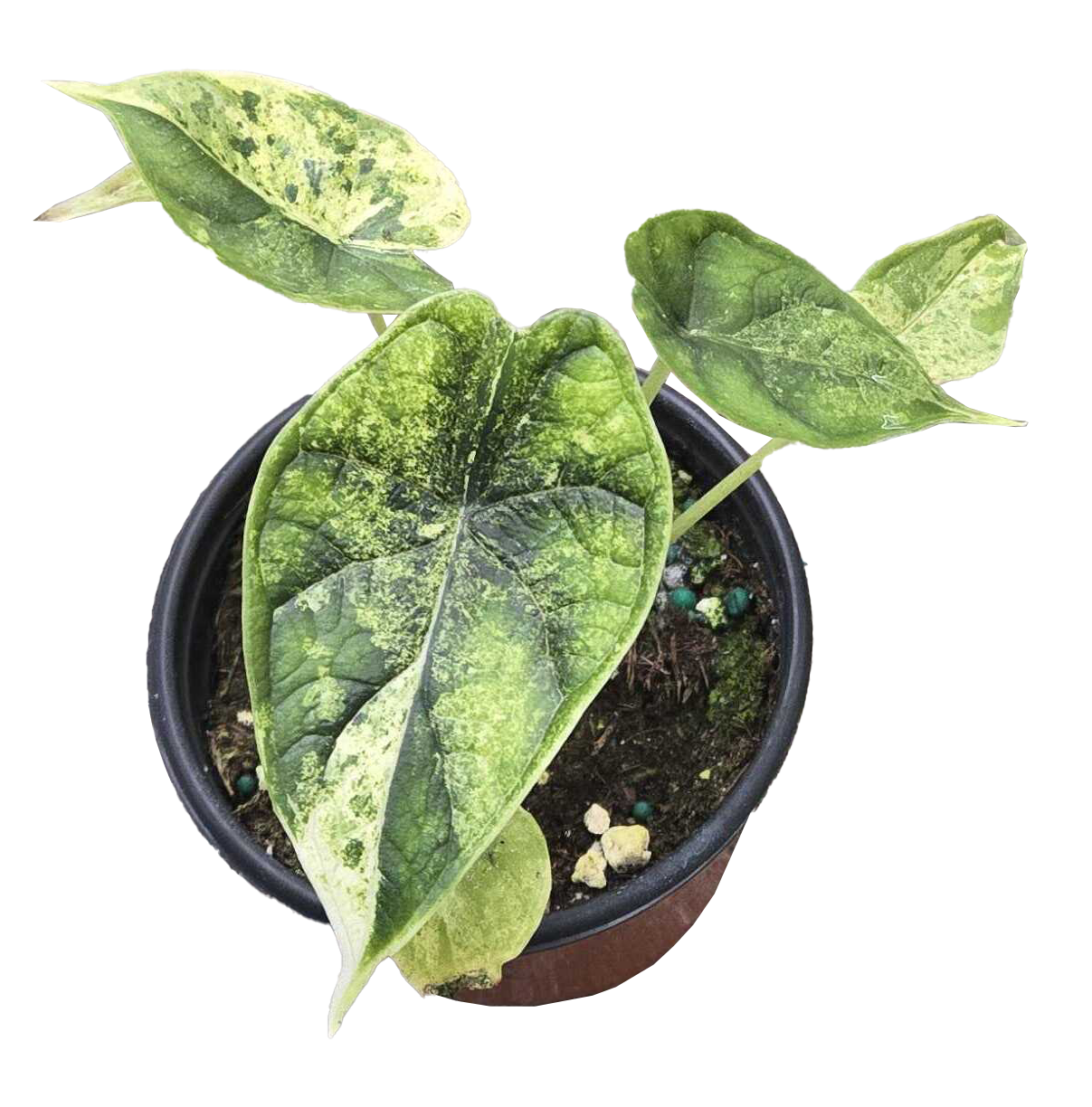 Alocasia Dragon Scale Mint Variegated
