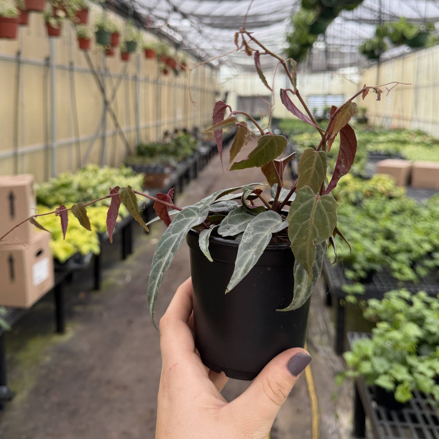 Jungle Vine - Cissus Amazonica