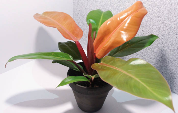 Philodendron Prince of Orange