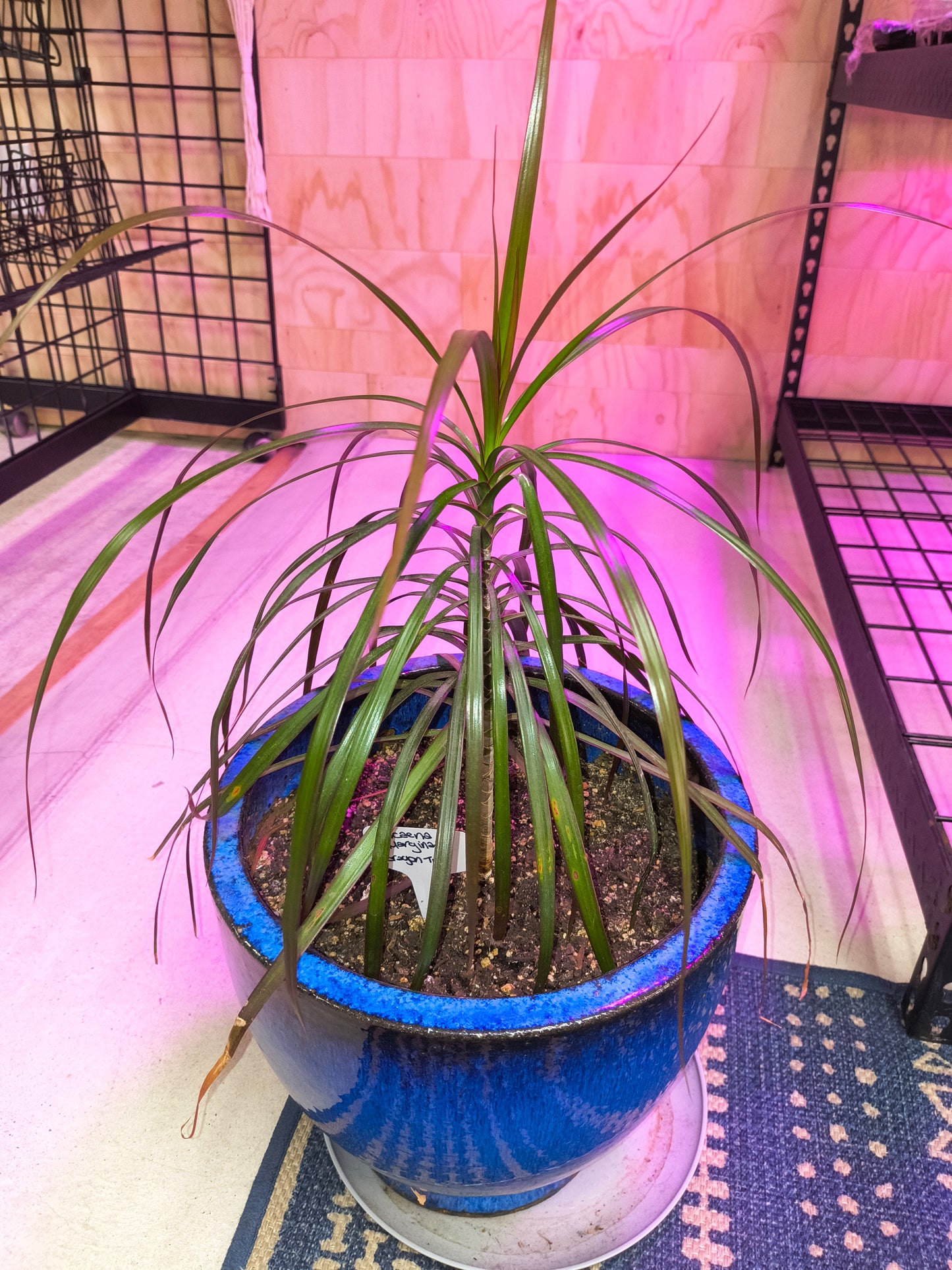 dragon tree