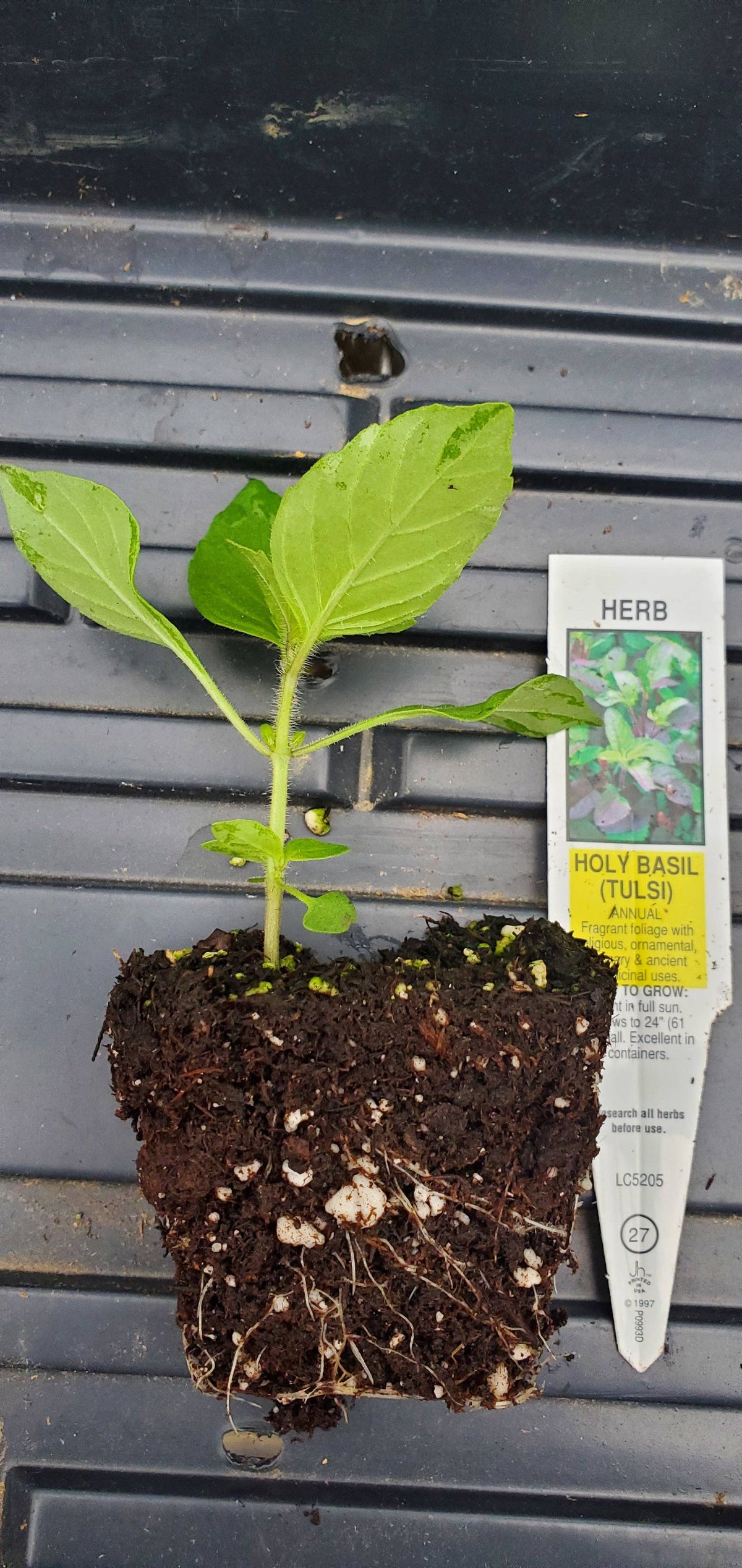 Holy Basil Tulsi
