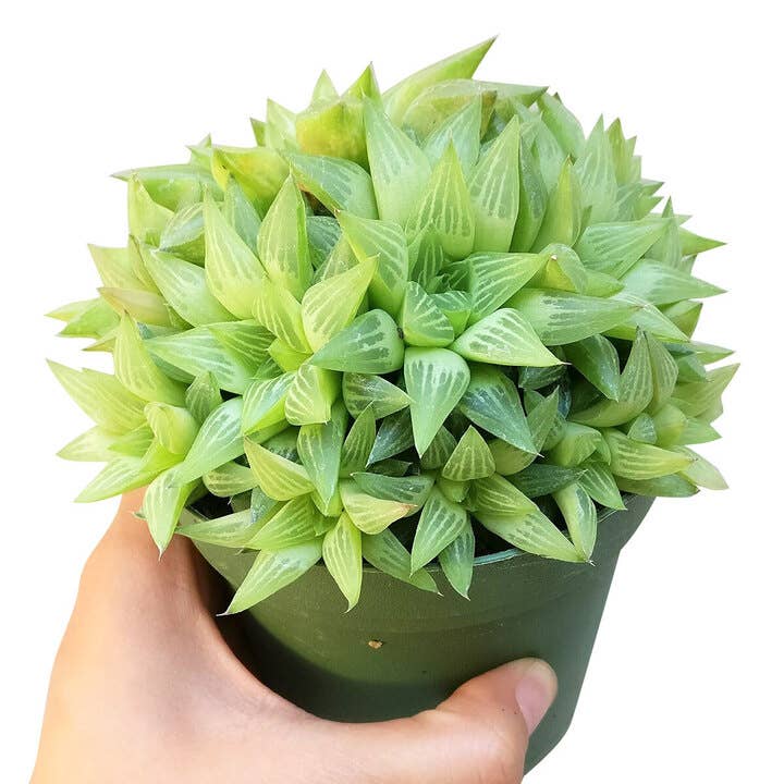 Haworthia cymbiformis Window Succulent