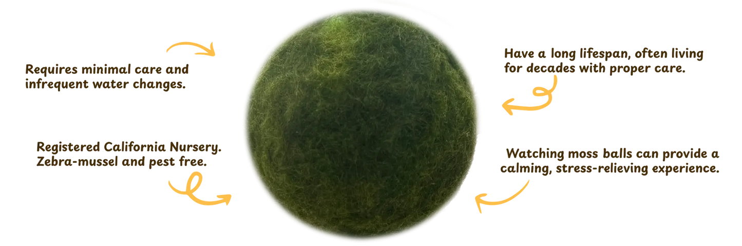 Moss Amigo- Nino