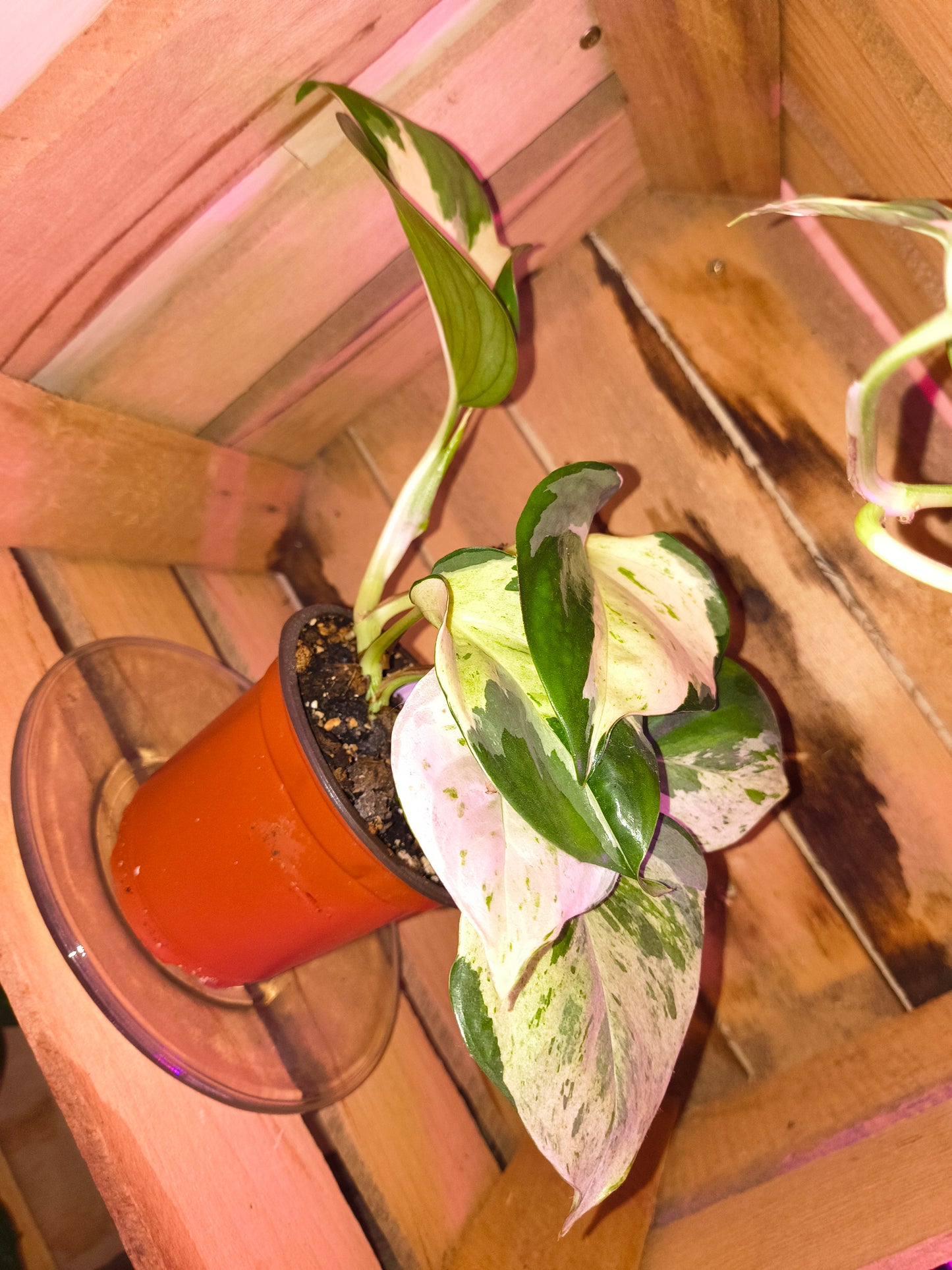 Manjula Pothos