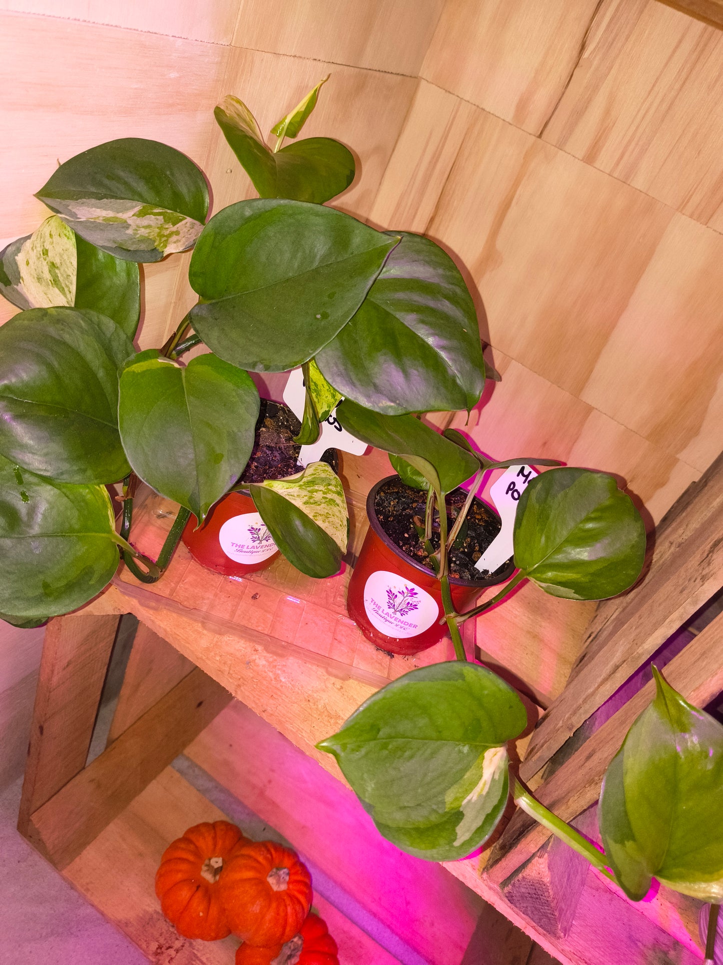 Manjula Pothos
