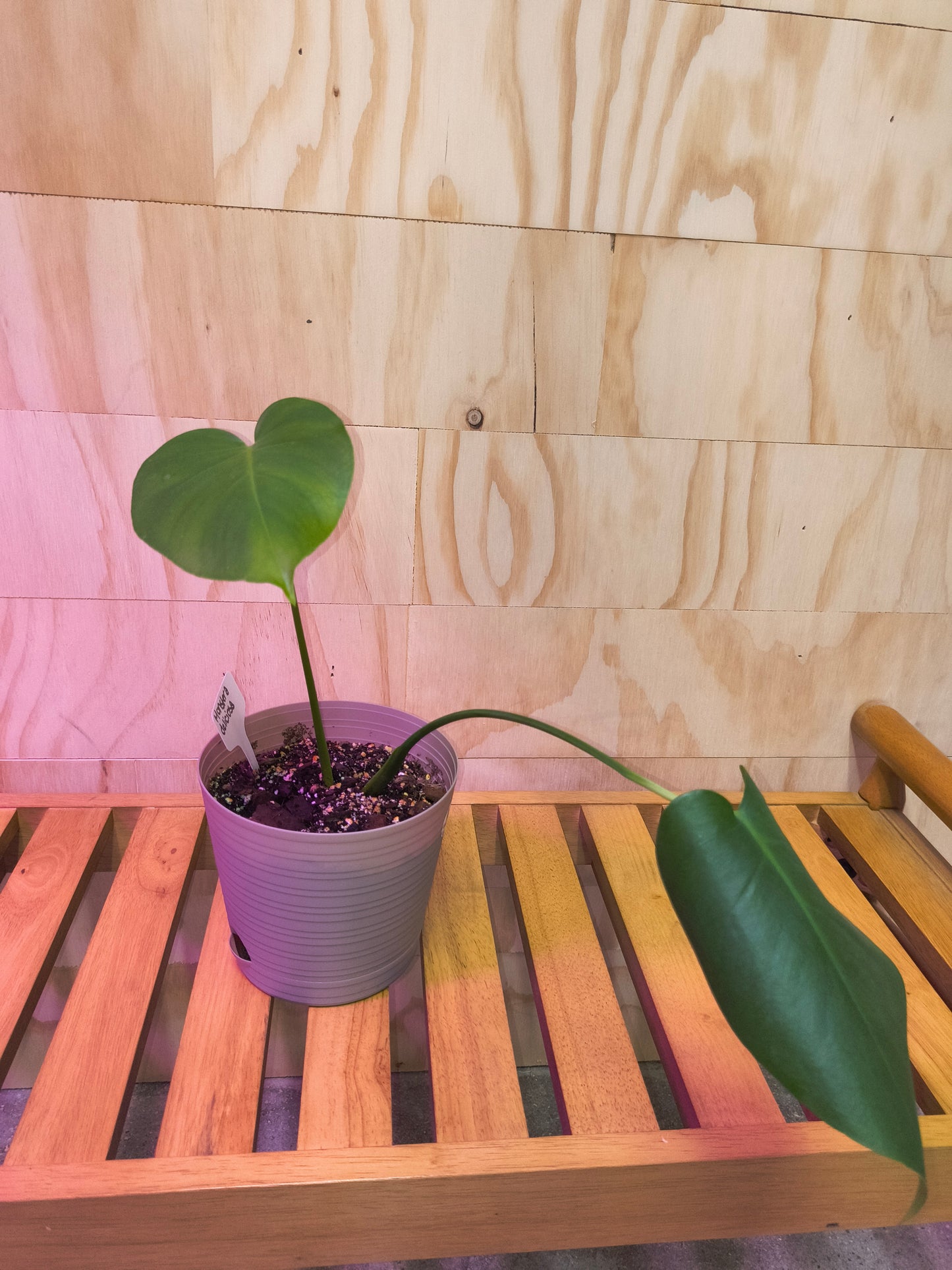 Monstera Deliciosa