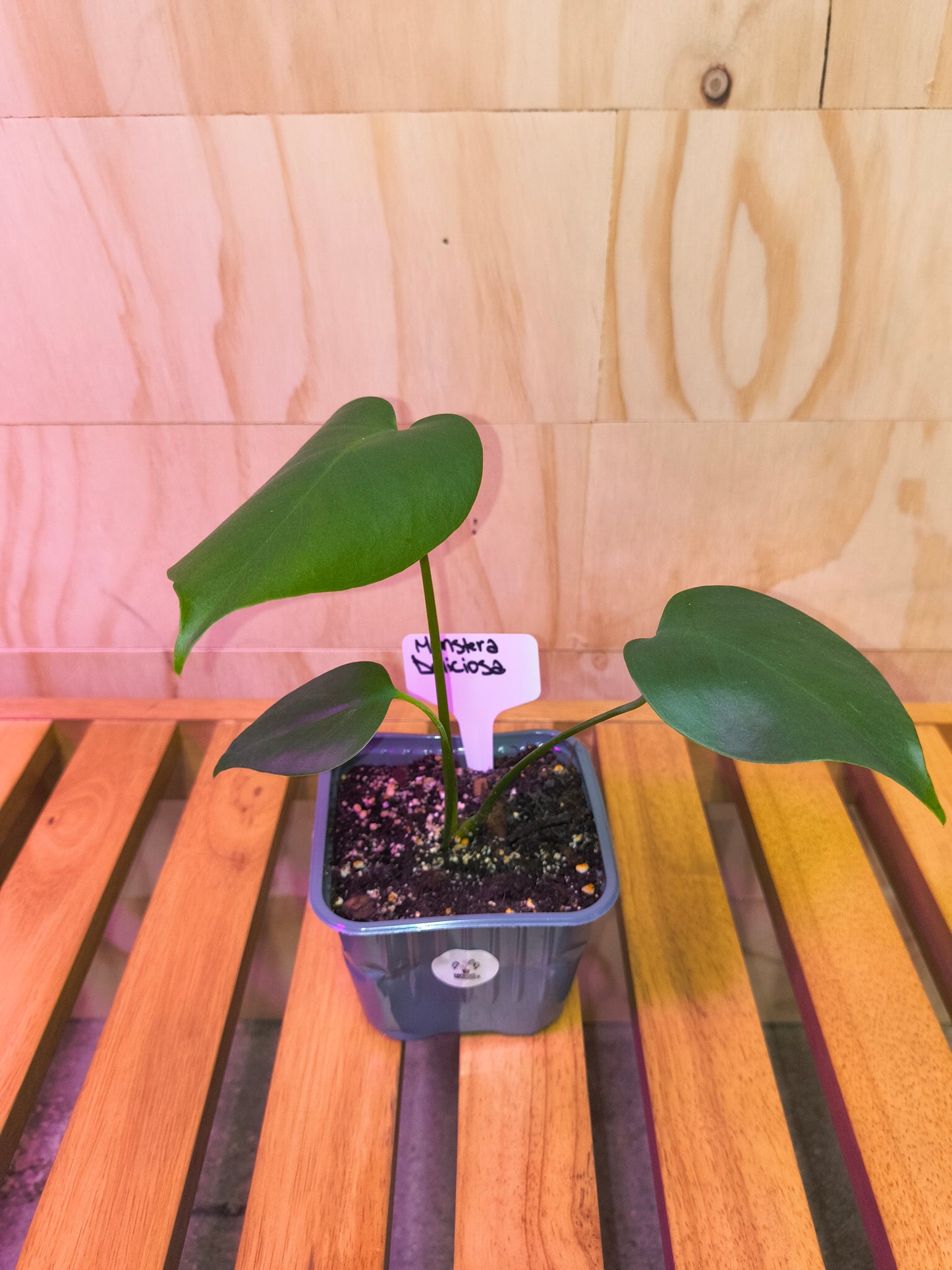 Monstera Deliciosa