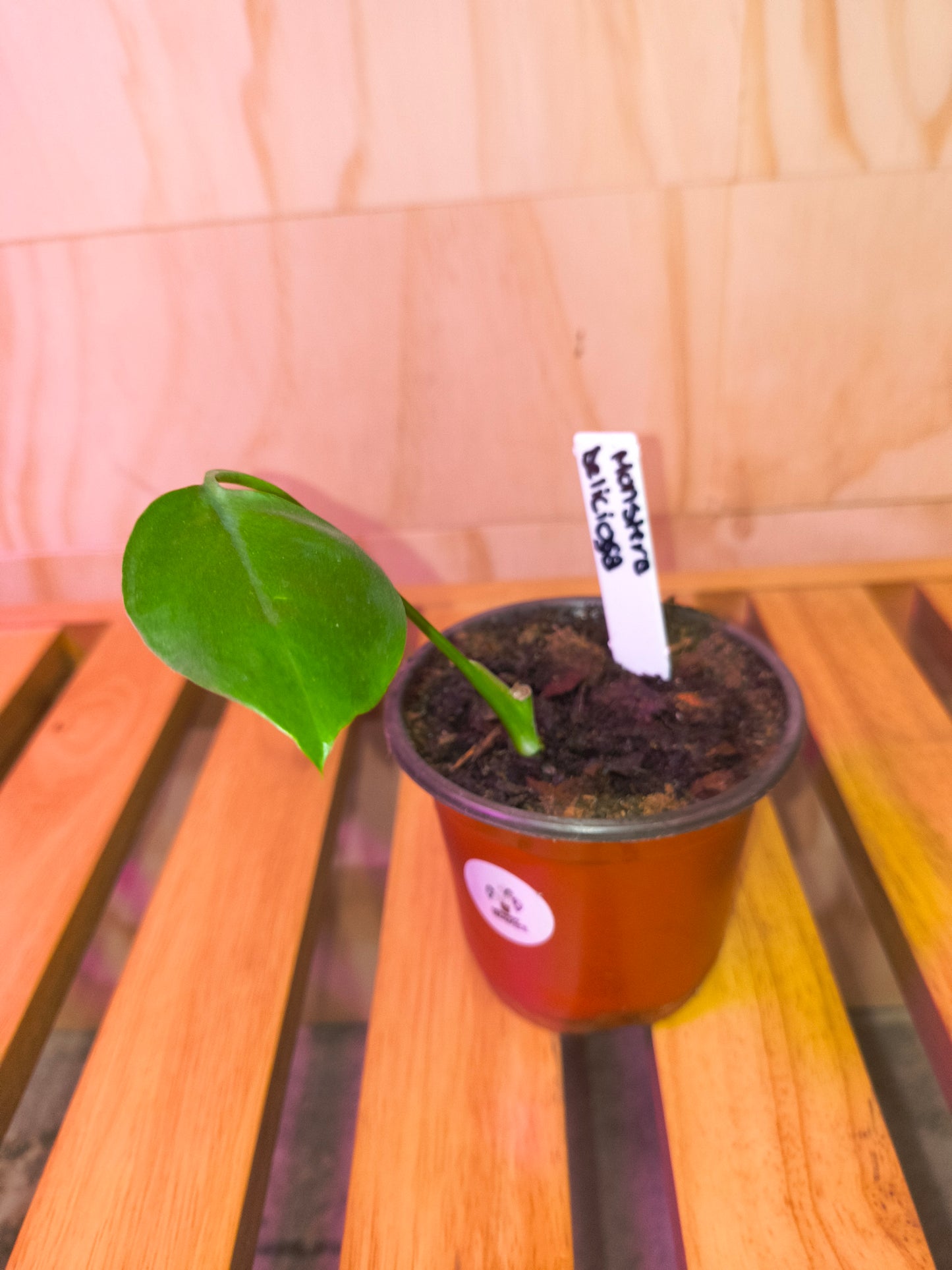 Monstera Deliciosa