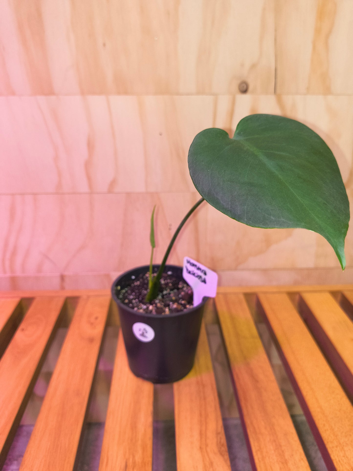 Monstera Deliciosa