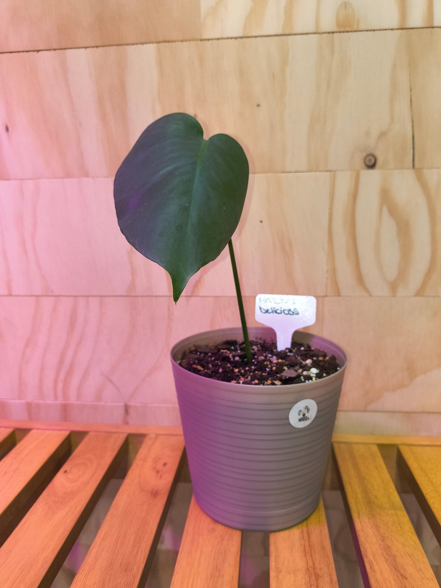 Monstera Deliciosa