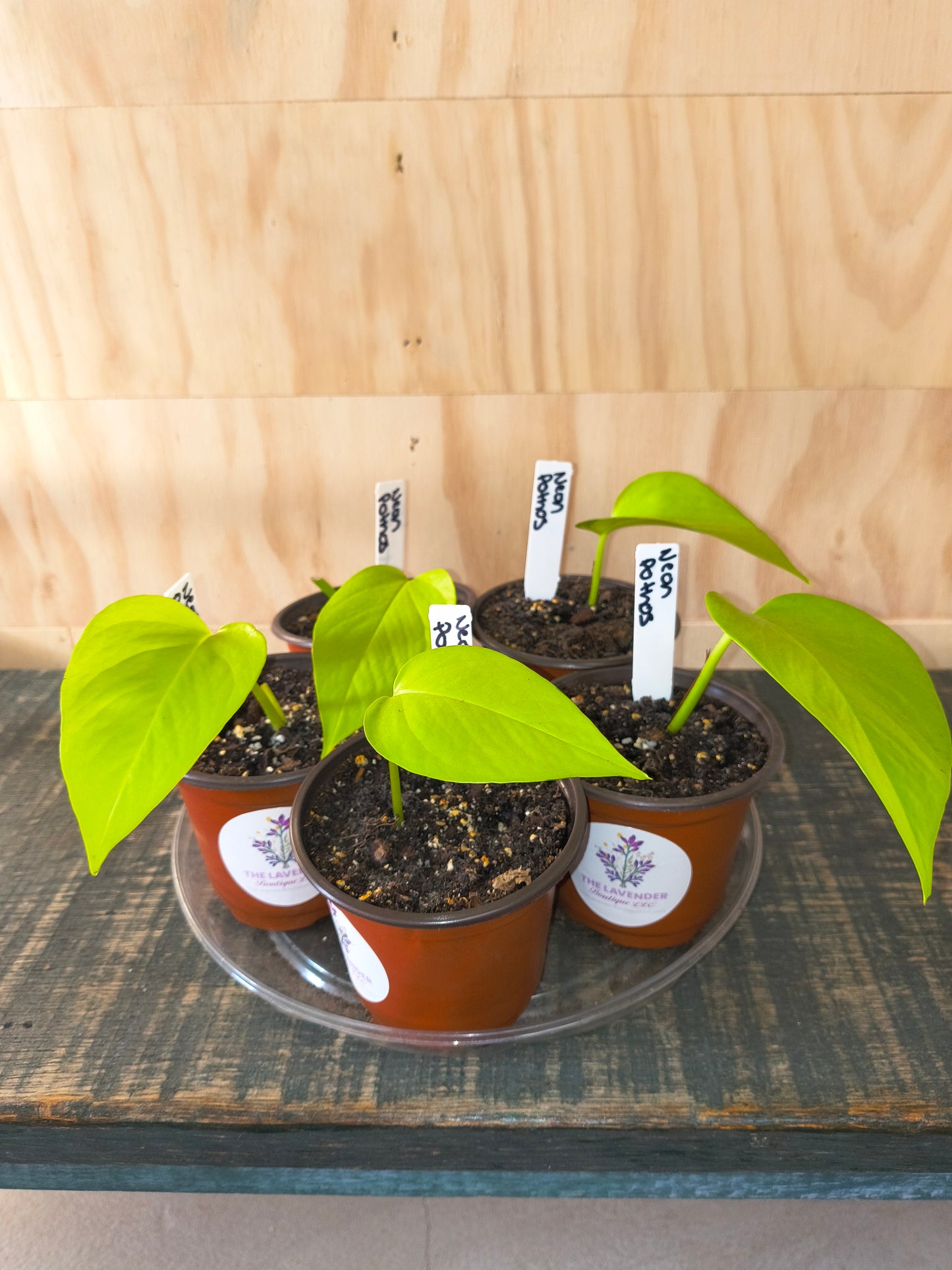 Neon Pothos
