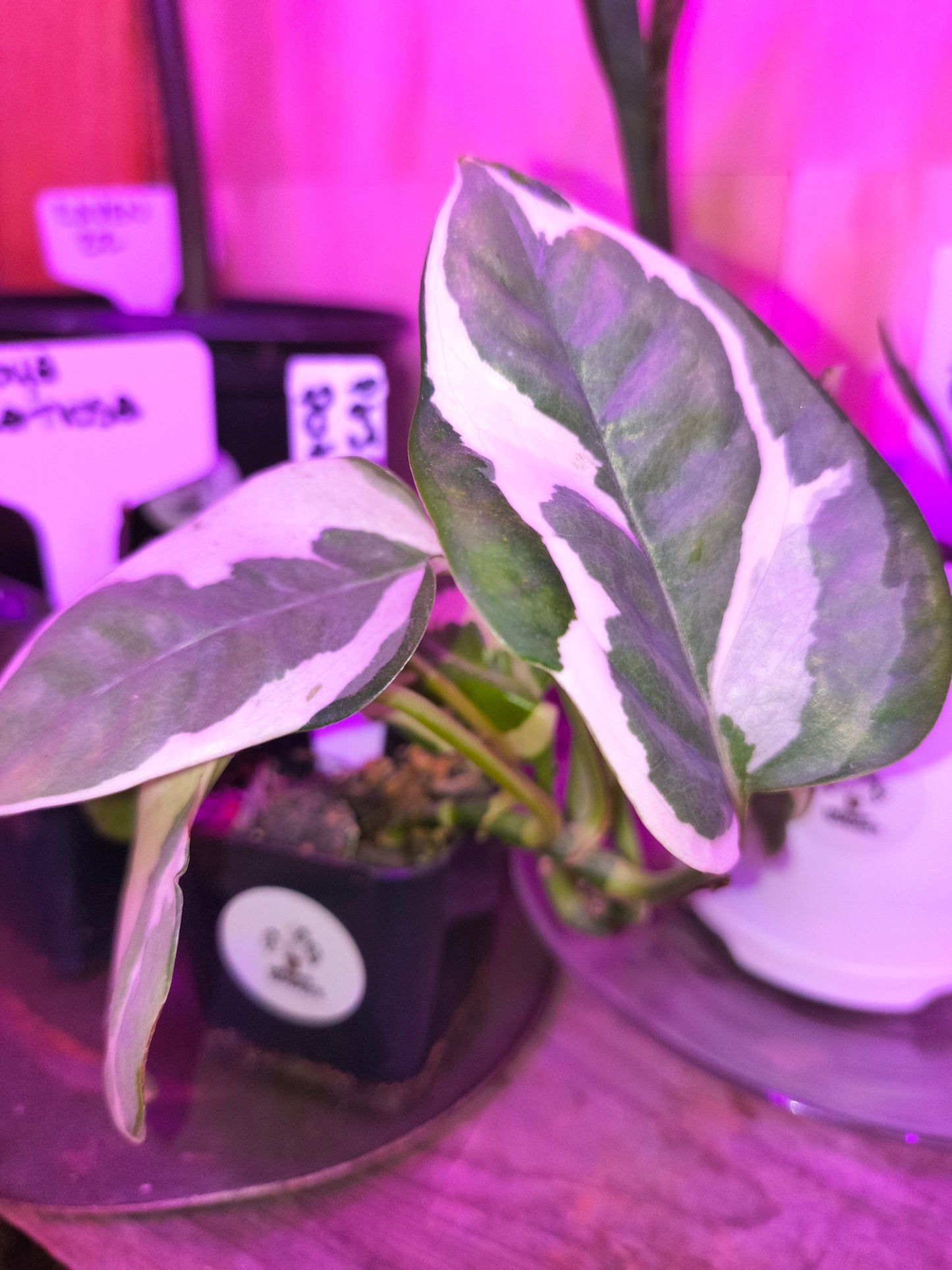 Pearls & Jade Pothos