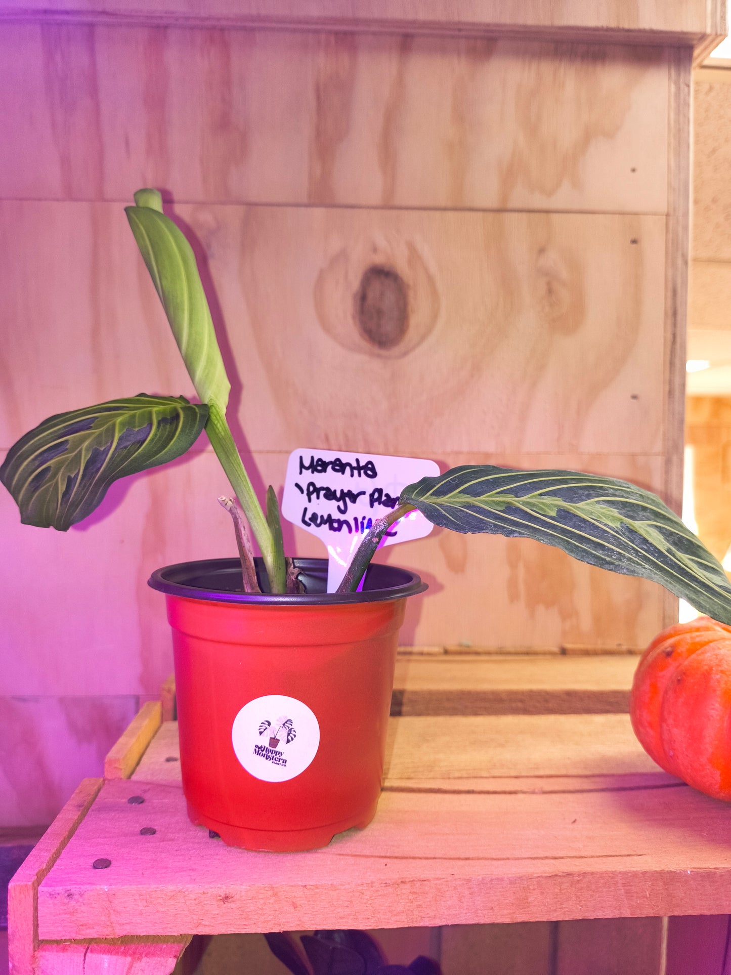 Prayer plant Lemon lime