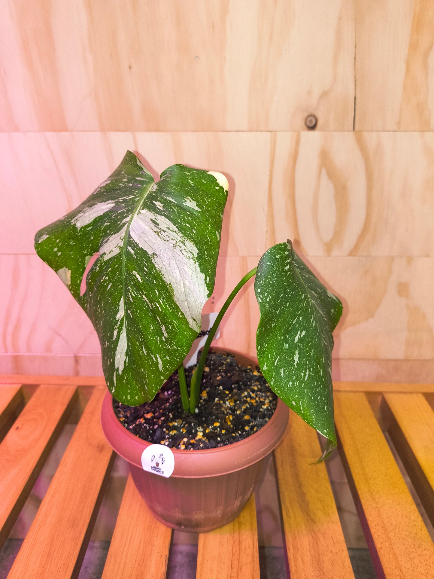 Monstera Thai Constellation