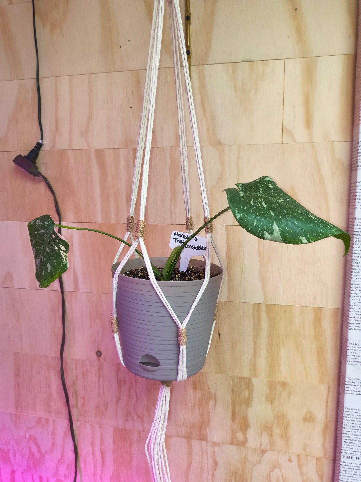 Monstera Thai Constellation