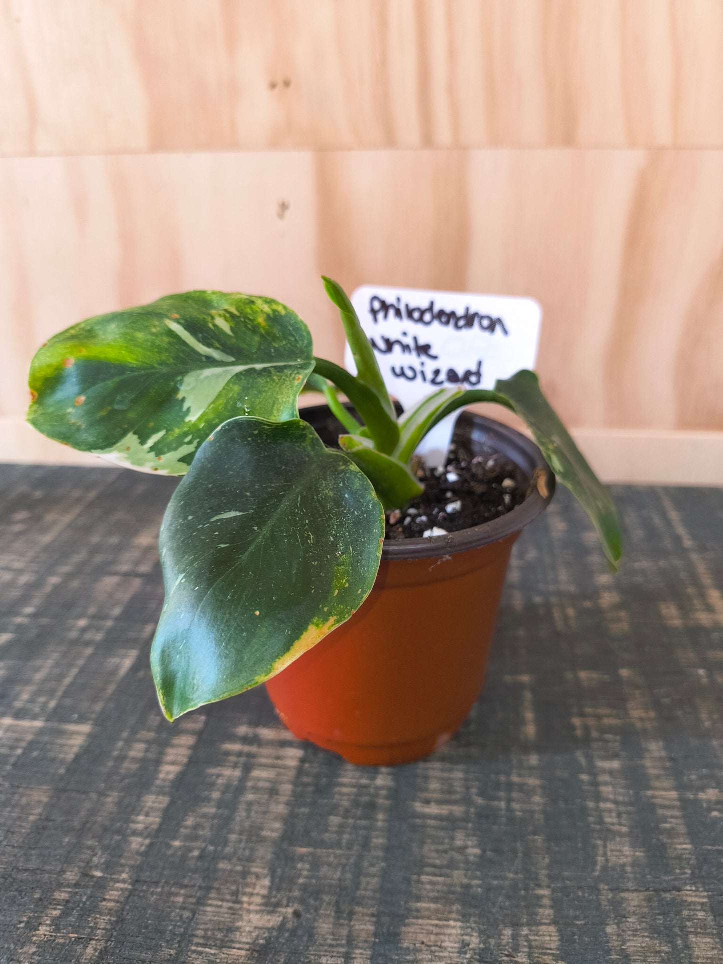 Philodendron White Wizard