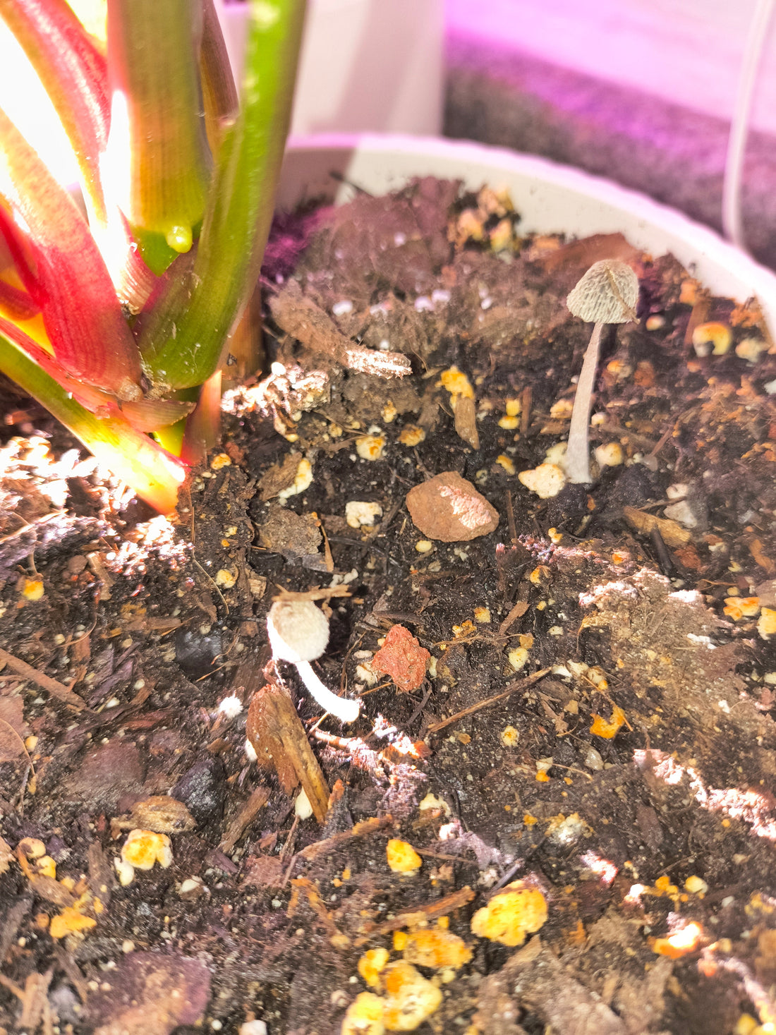 Mushrooms in the soil